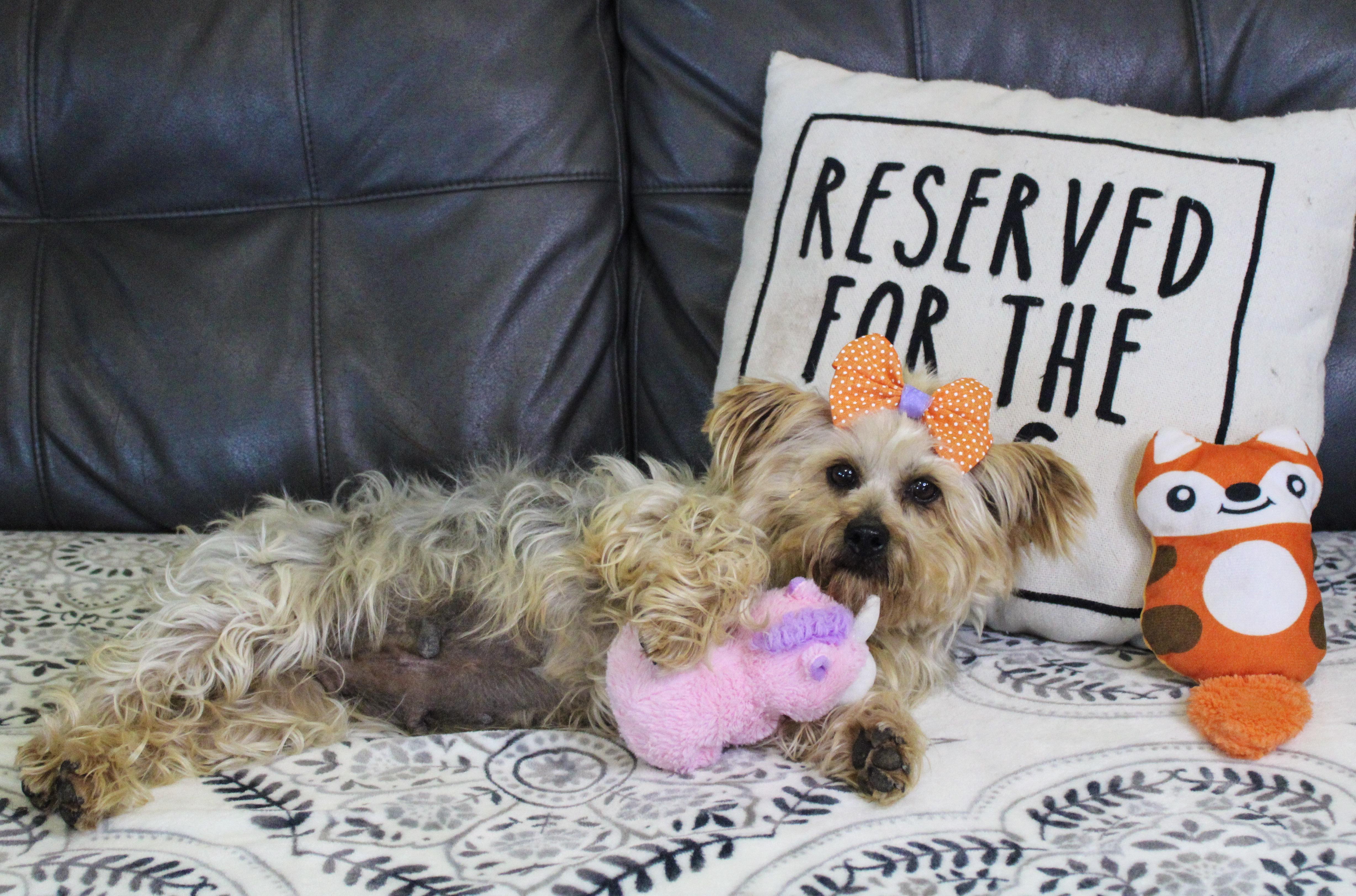 Jami Bonnie, ADOPTABLE, Adult Female Yorkshire Terrier.