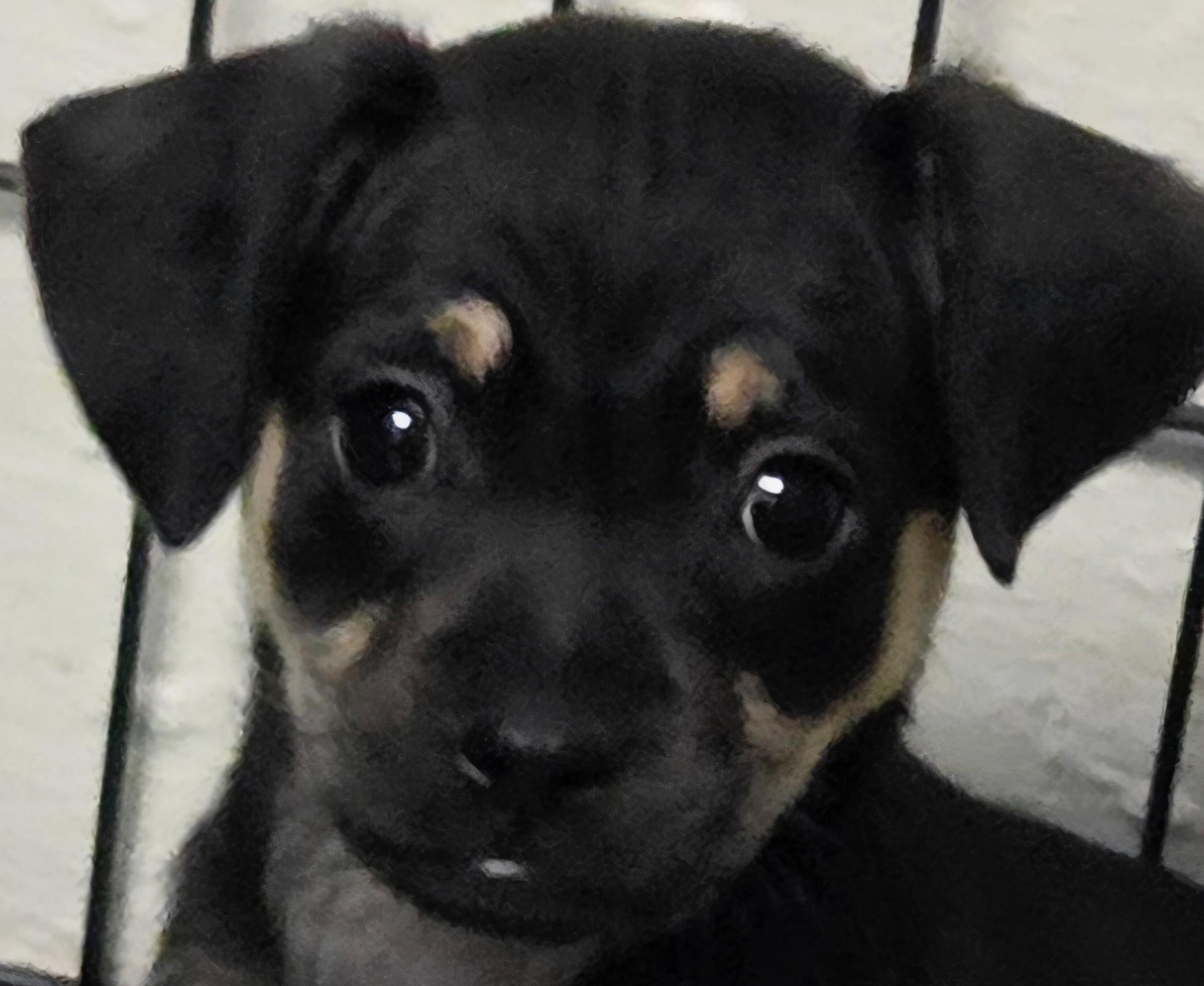 Enlarge PORTIA, an adopted mixed breed in Tucson, AZ image 1/2