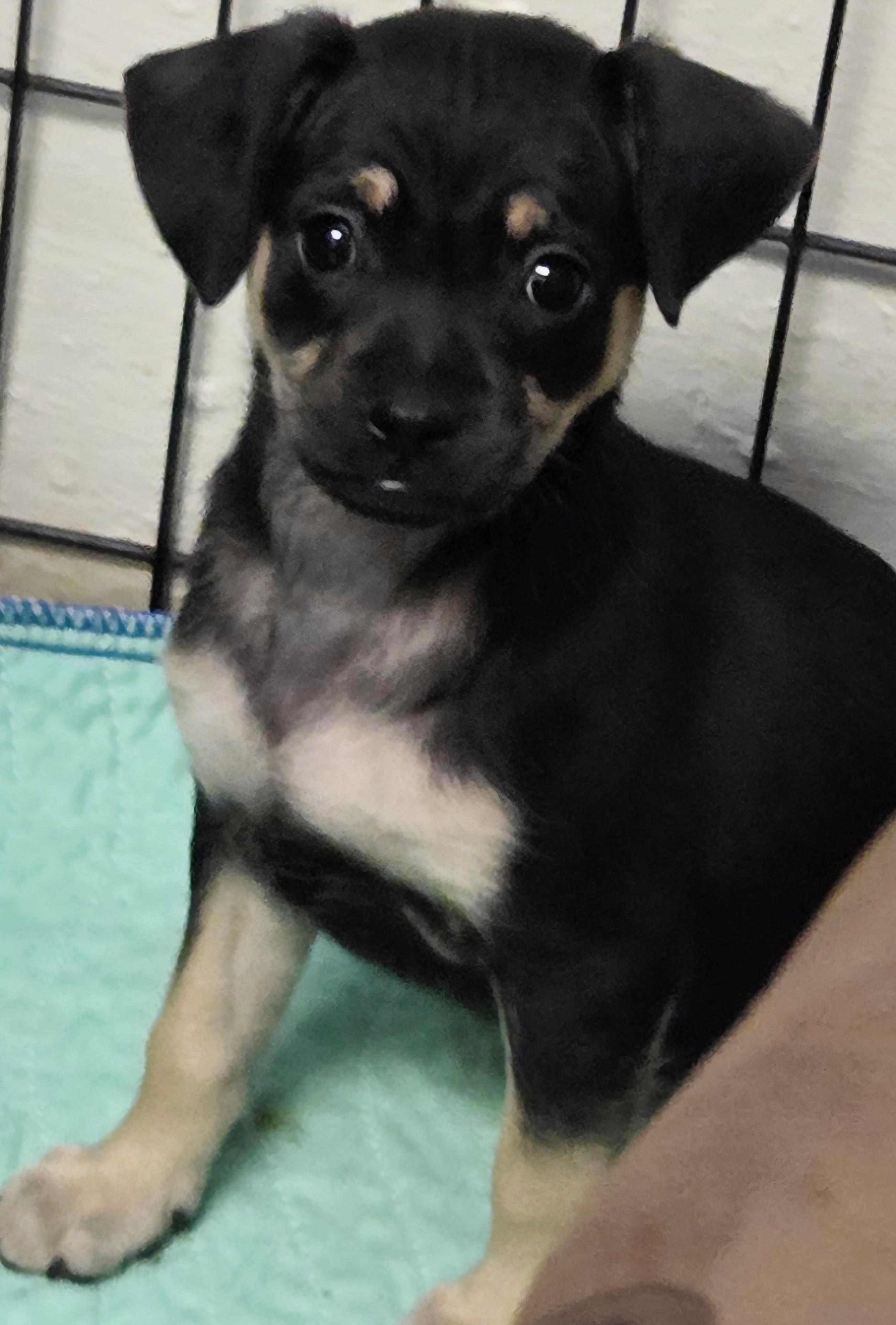 Enlarge PORTIA, an adopted mixed breed in Tucson, AZ image 2/2