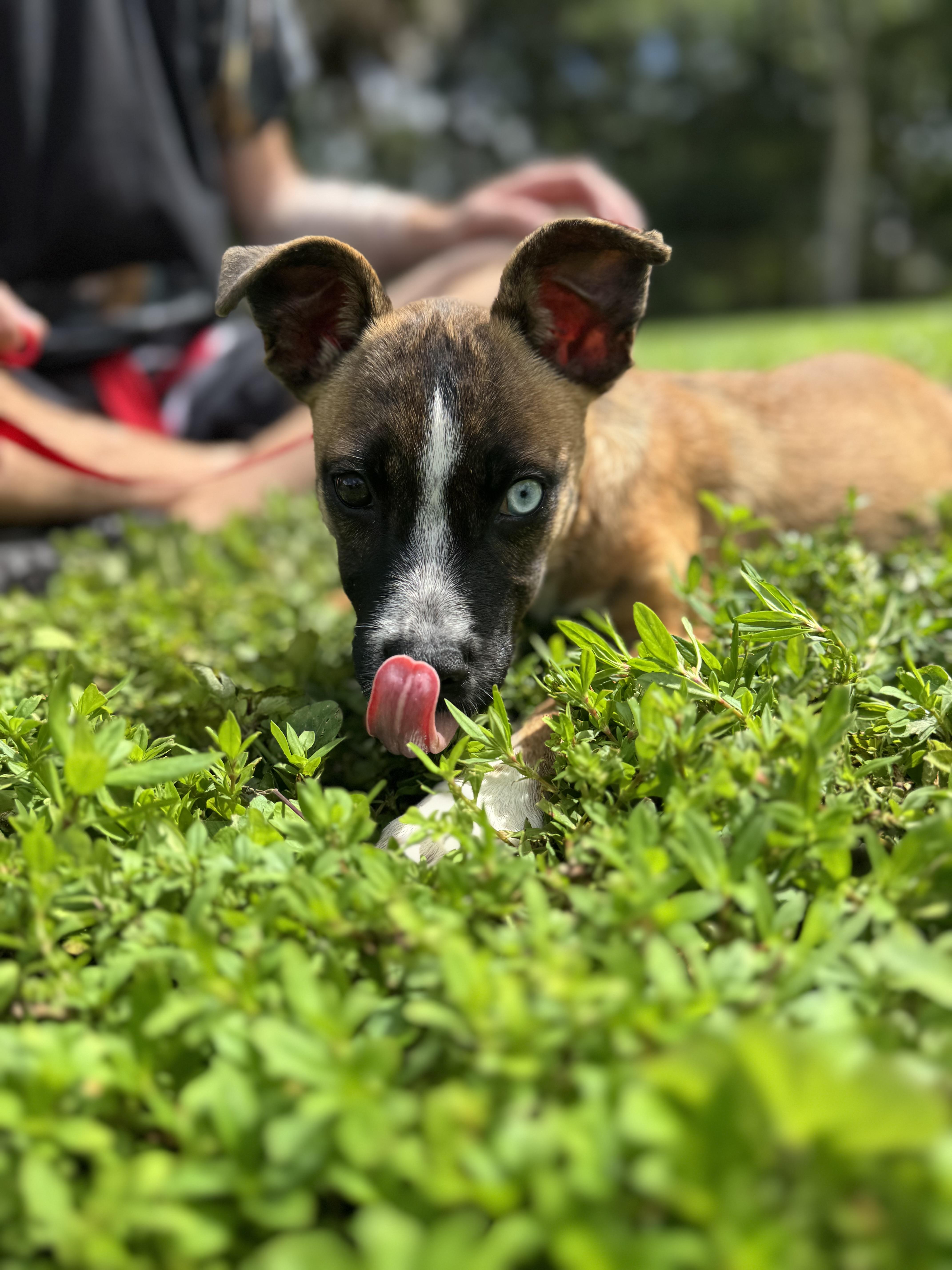 Hope, Adoptable, Puppy Female Mixed Breed.