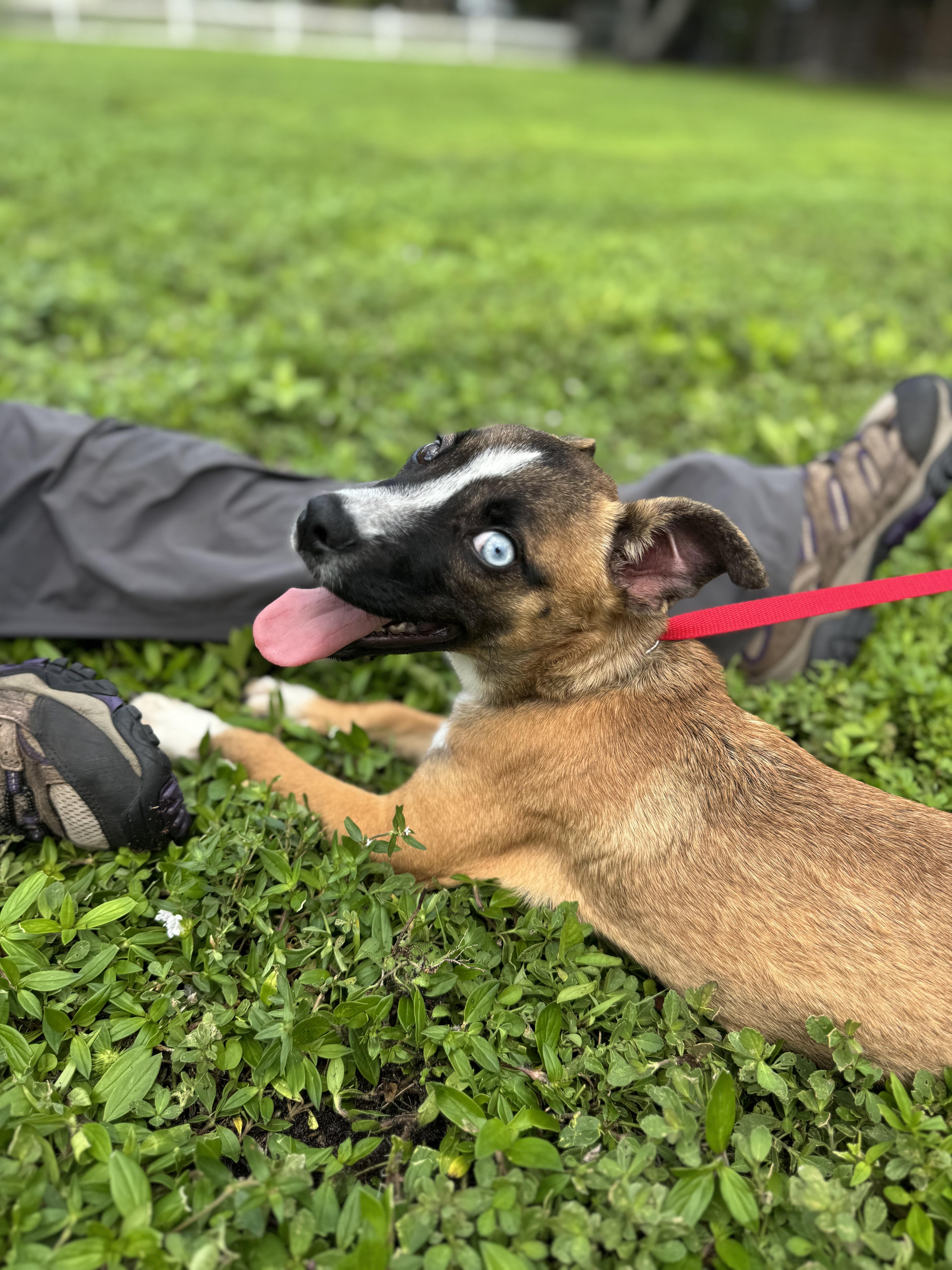 Hope, a Adoptable Mixed Breed in Palm City, FL image 2/3