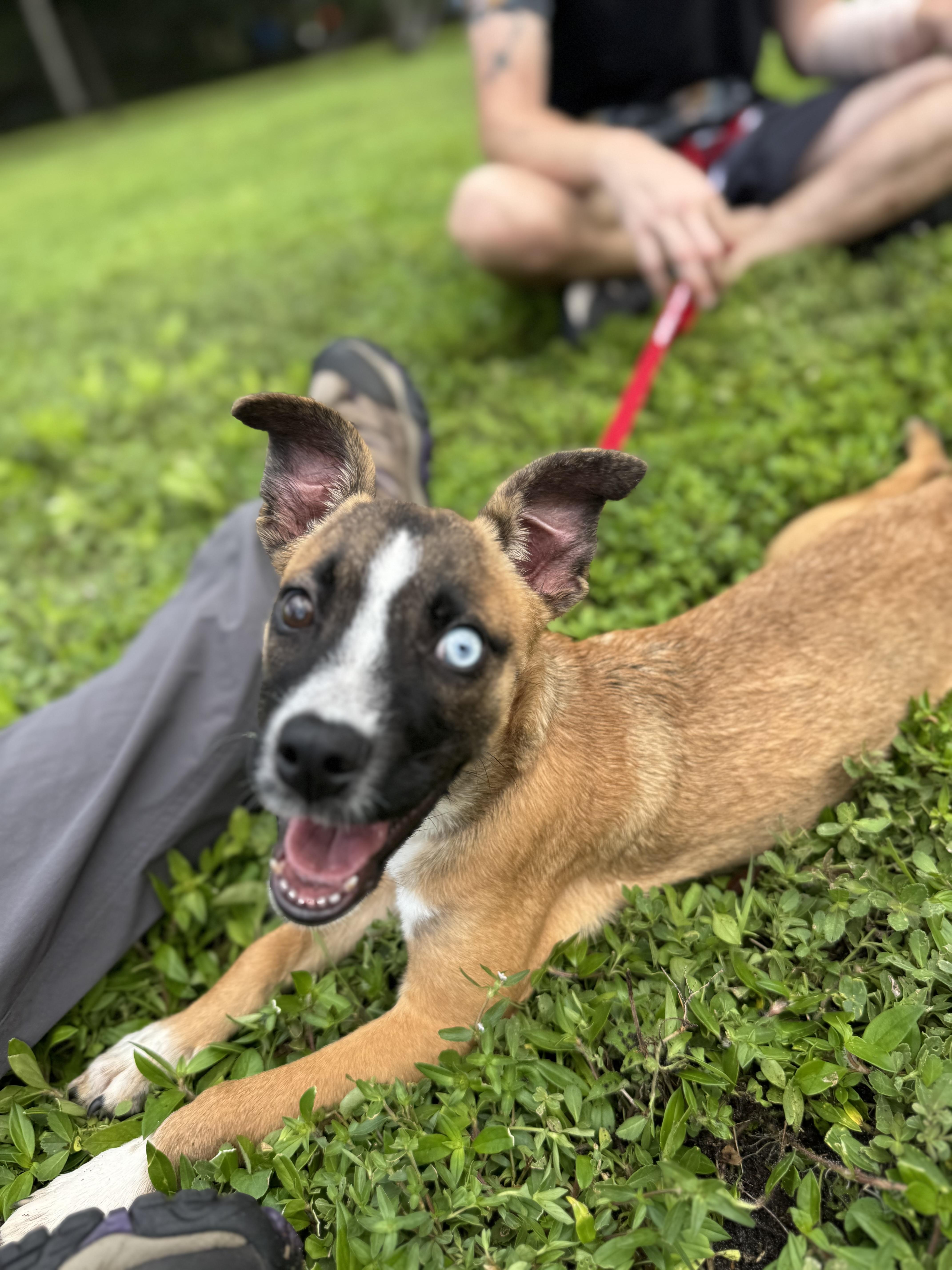 Hope, a Adoptable Mixed Breed in Palm City, FL image 3/3