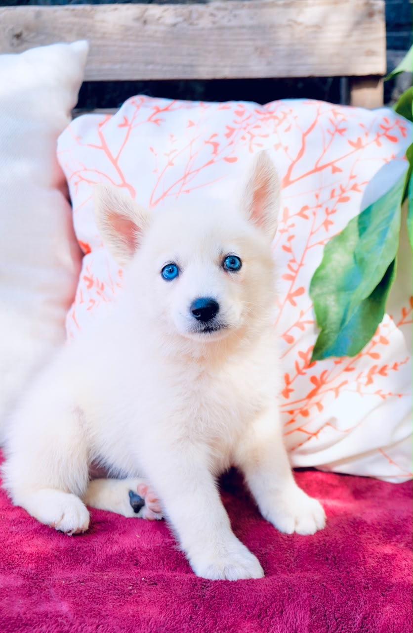 Enlarge Opalite, a Adoptable mixed breed in San Diego, CA image 1/1
