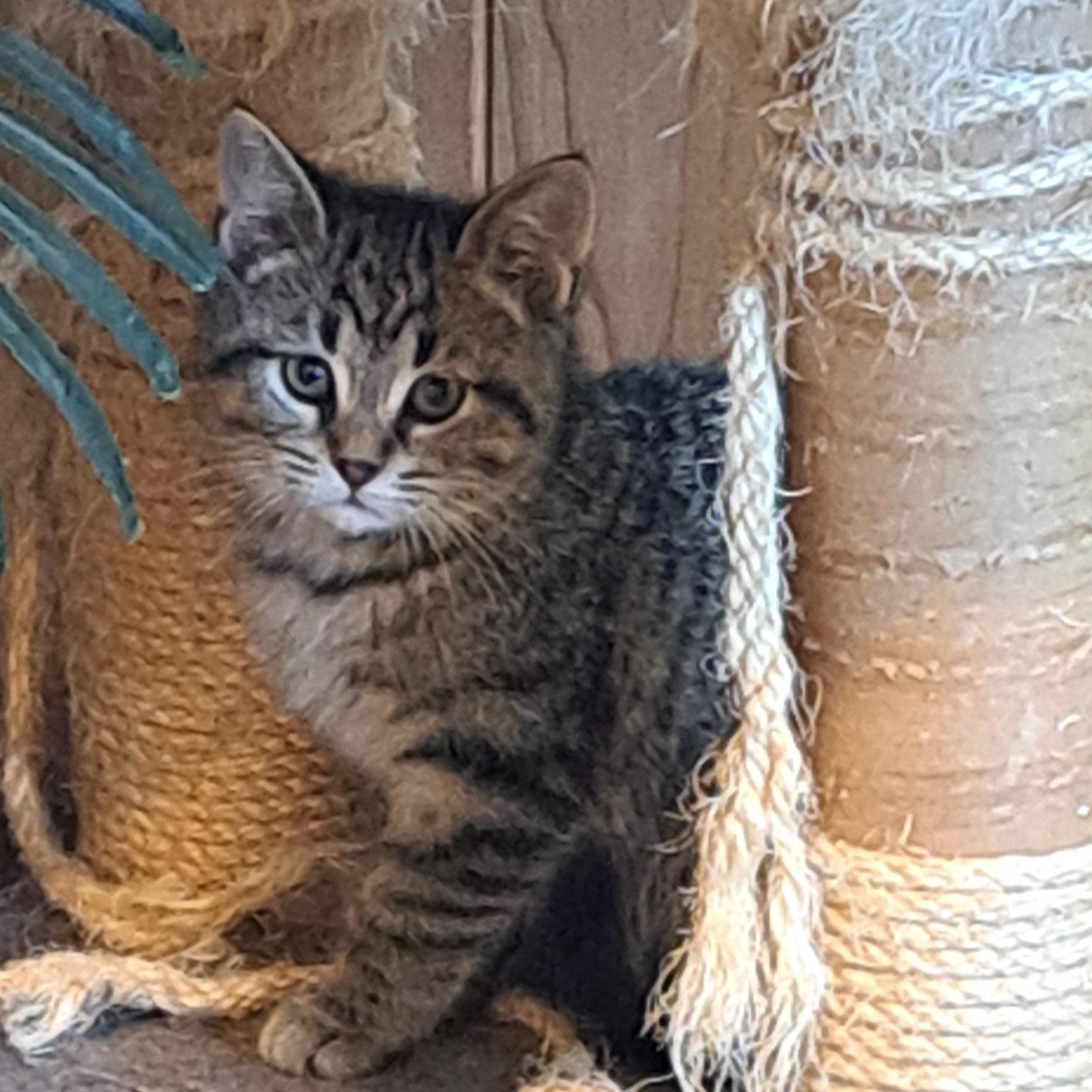 Tinker Tot 11wks, a Adoptable Tabby in London, ON image 2/5