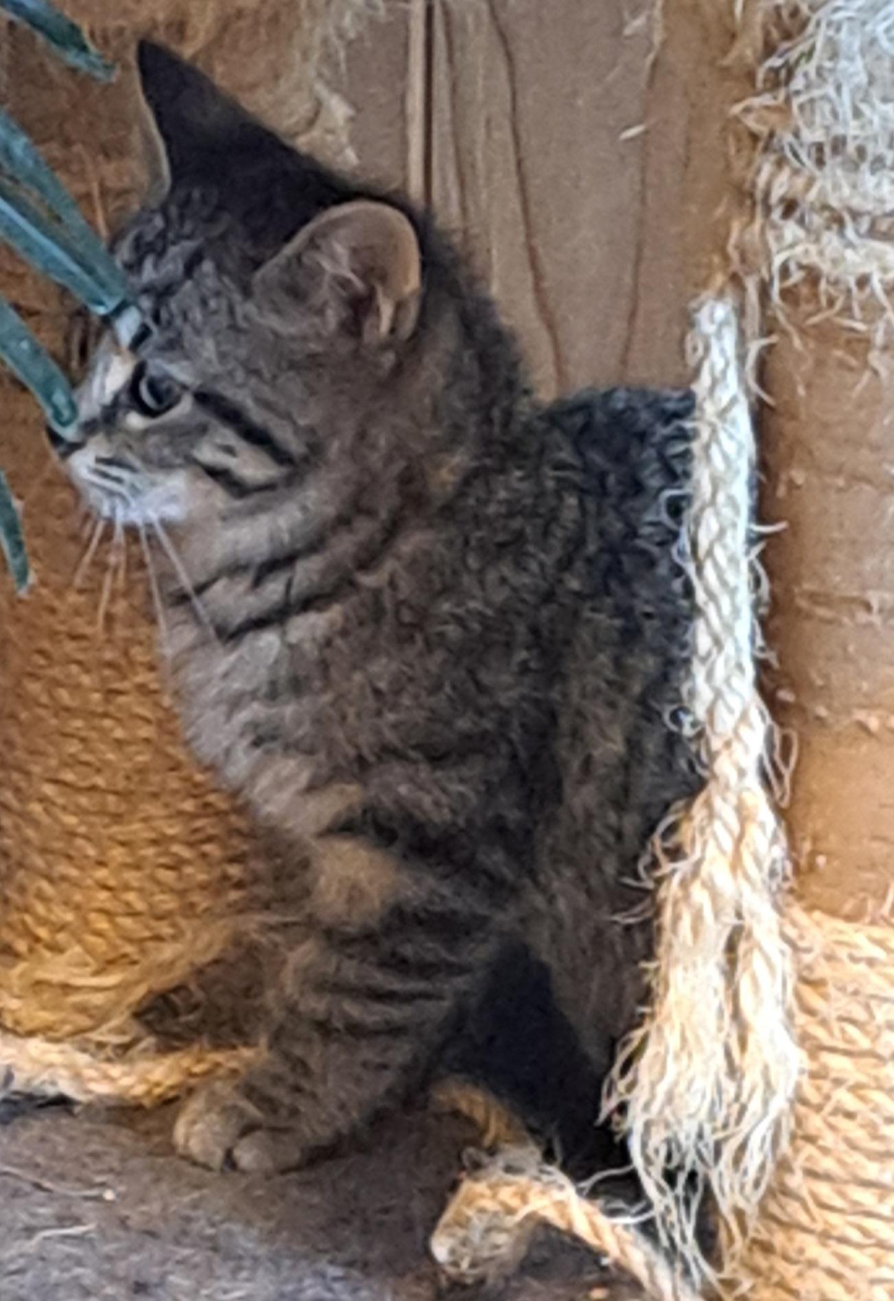 Tinker Tot 11wks, a Adoptable Tabby in London, ON image 3/5