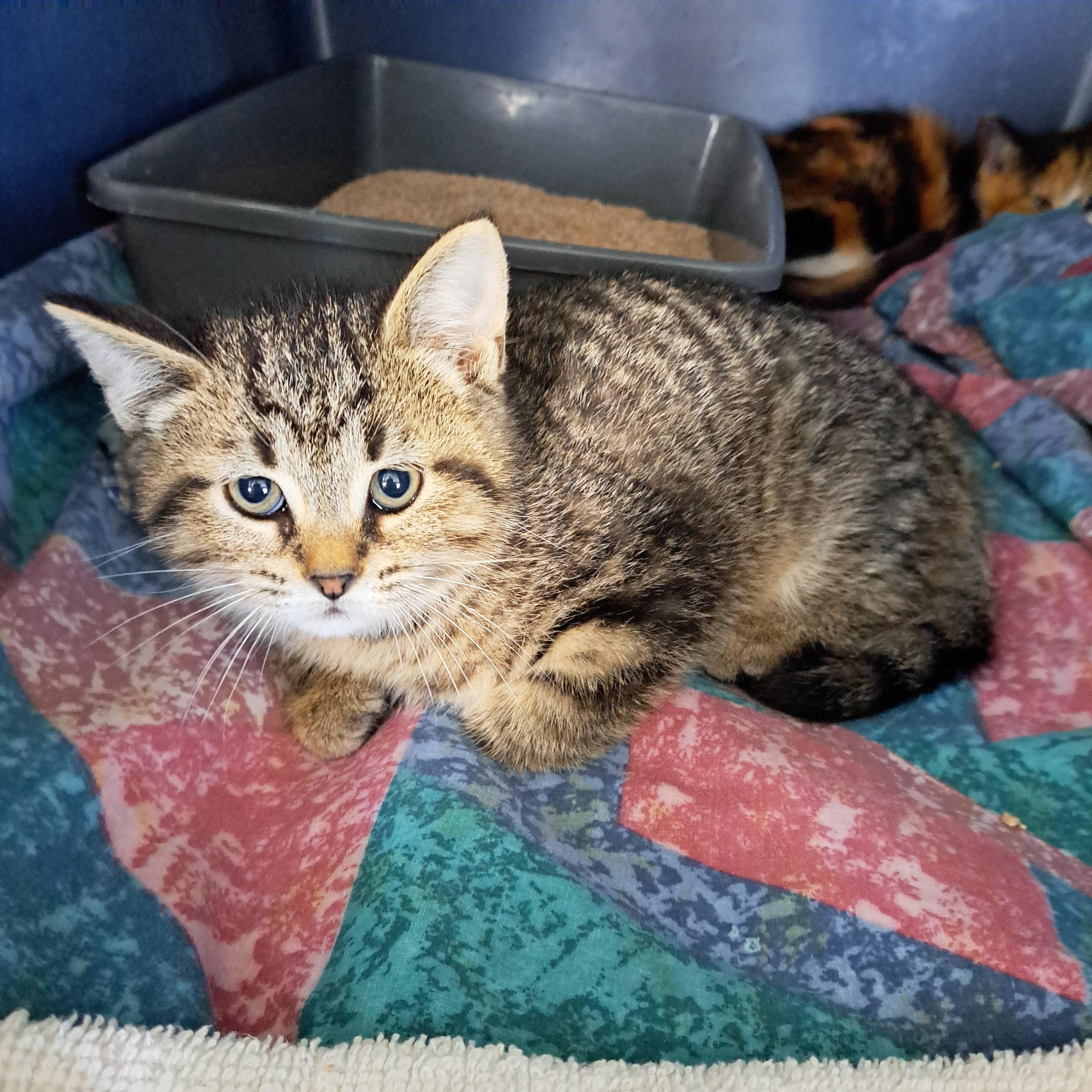 Tinker Tot 11wks, a Adoptable Tabby in London, ON image 4/5