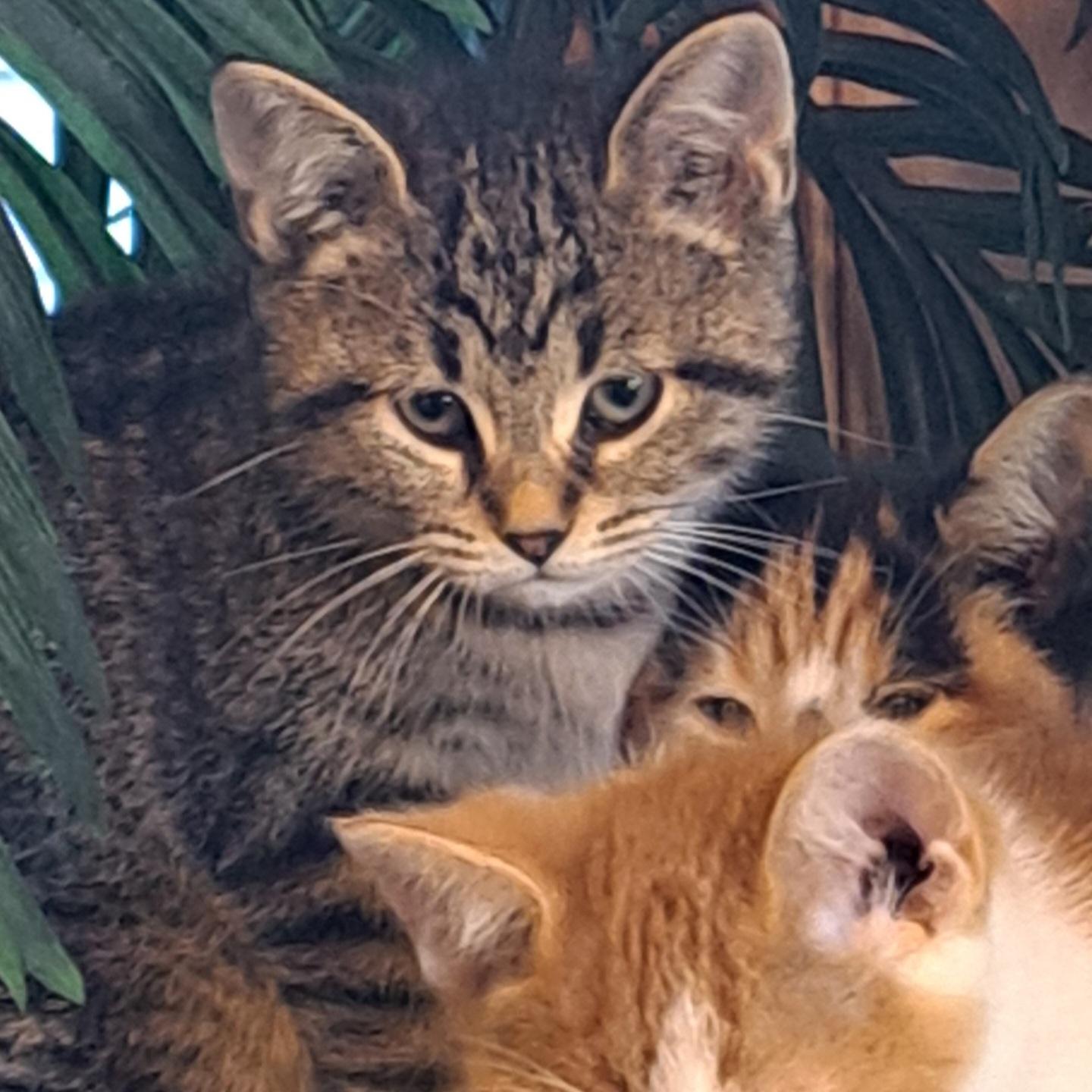 Tinker Tot 11wks, a Adoptable Tabby in London, ON image 5/5