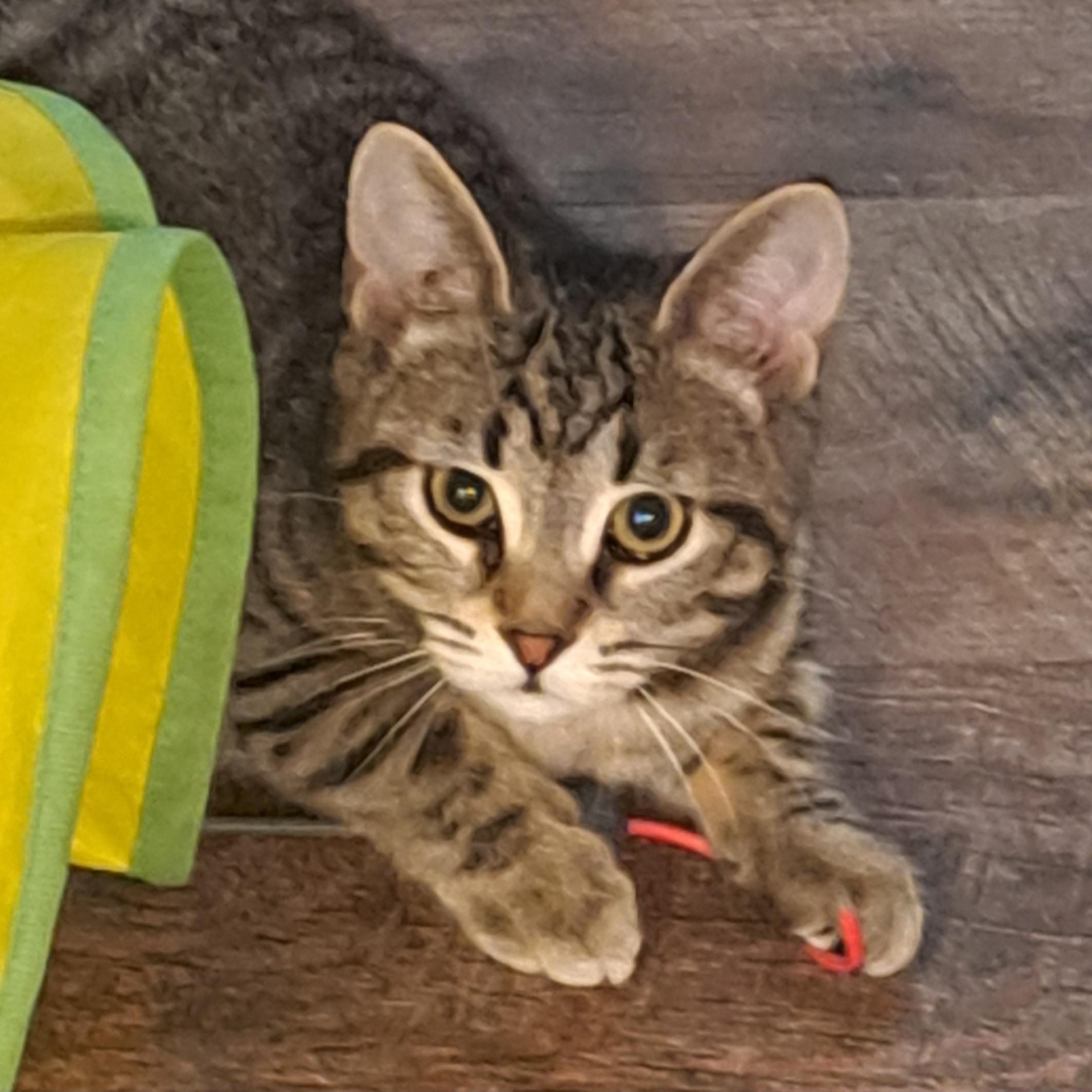 Tinker Tot 16 wks, a Adoptable Tabby in London, ON image 1/5