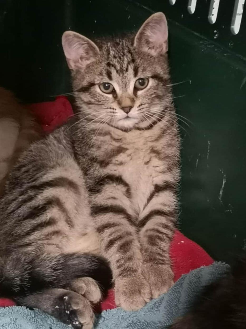 Tinker Tot 11wks, a Adoptable Tabby in London, ON image 1/5