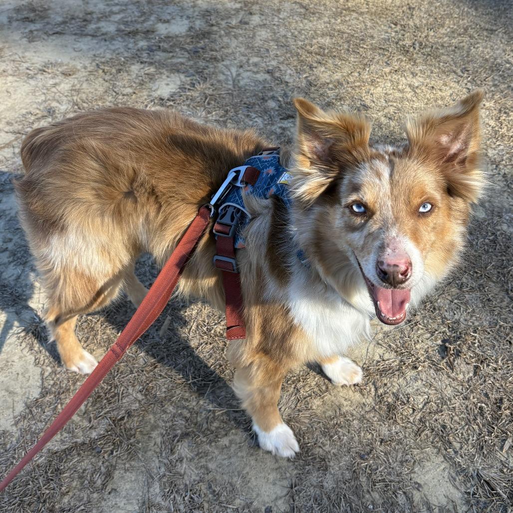 Bodhi, adopted, Adult Male Australian Shepherd.