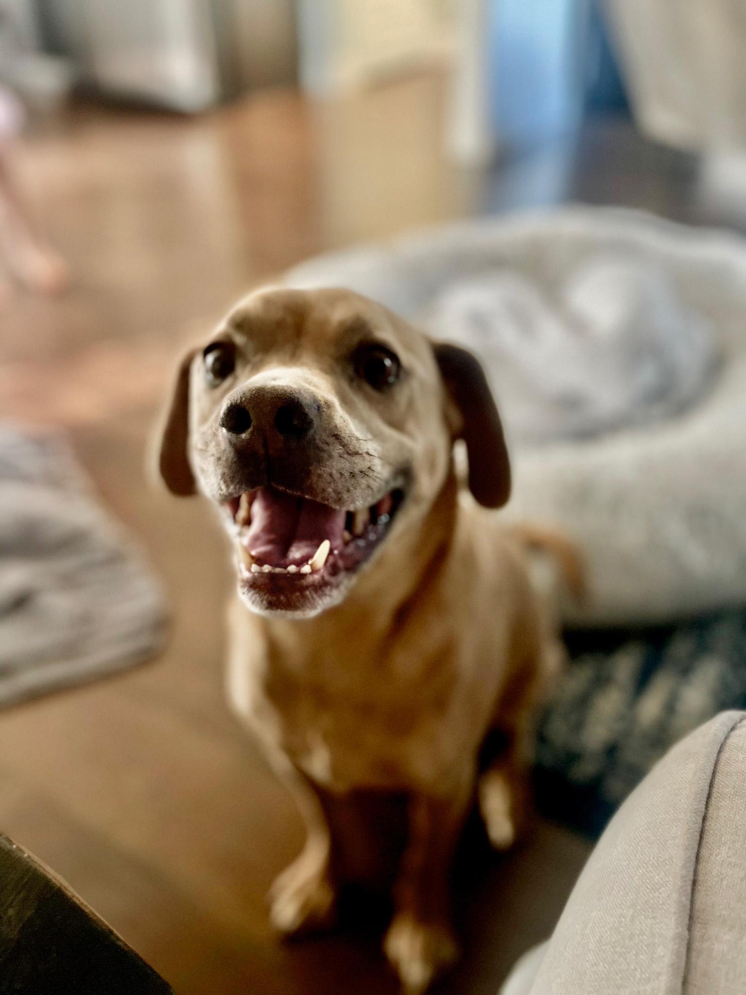 Cooper - Courtesy listing, Adopted, Senior Male Puggle.