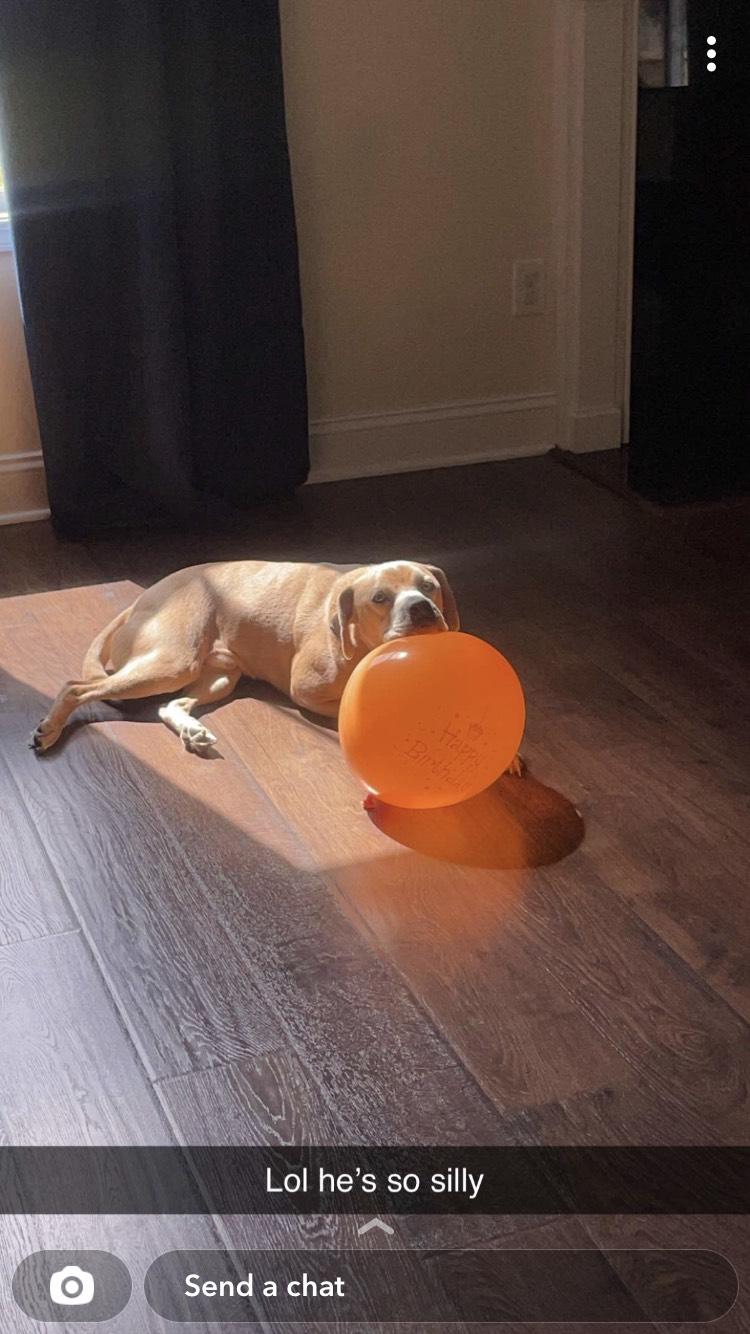 Cooper - Courtesy listing, a Adopted mixed breed in Burgaw, NC image 2/4