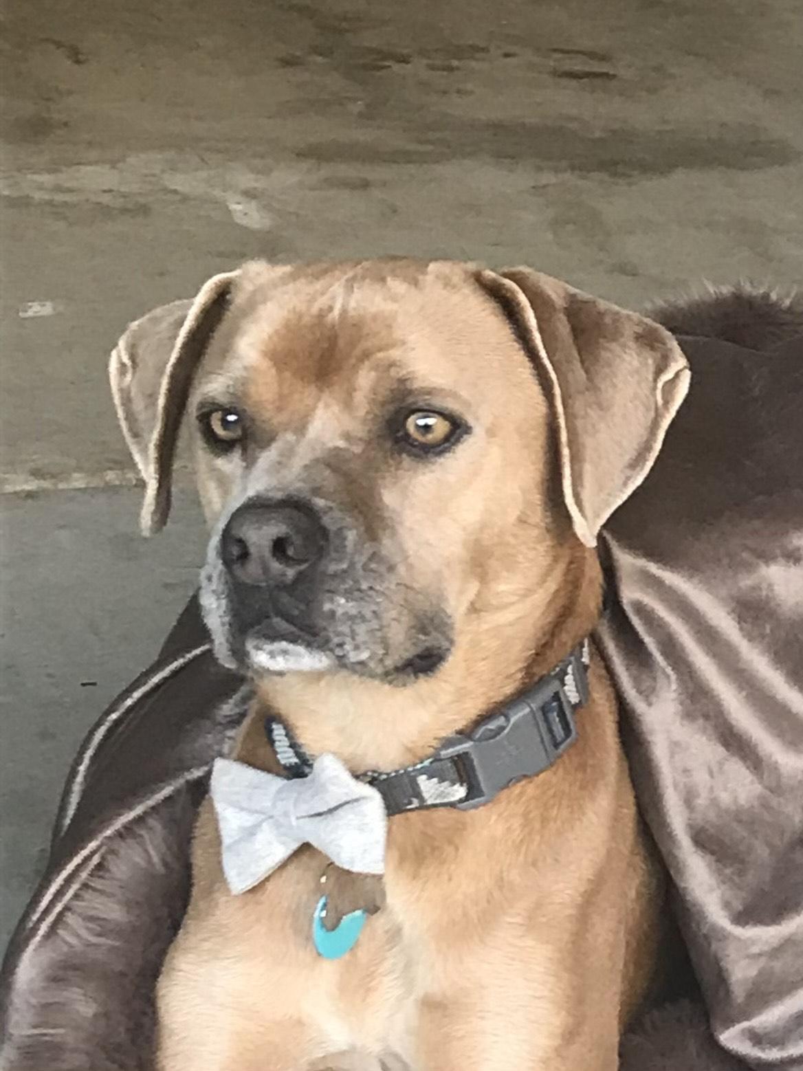 Cooper - Courtesy listing, a Adopted mixed breed in Burgaw, NC image 3/4