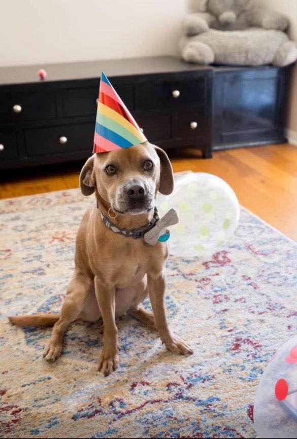 Cooper - Courtesy listing, a Adopted mixed breed in Burgaw, NC image 4/4