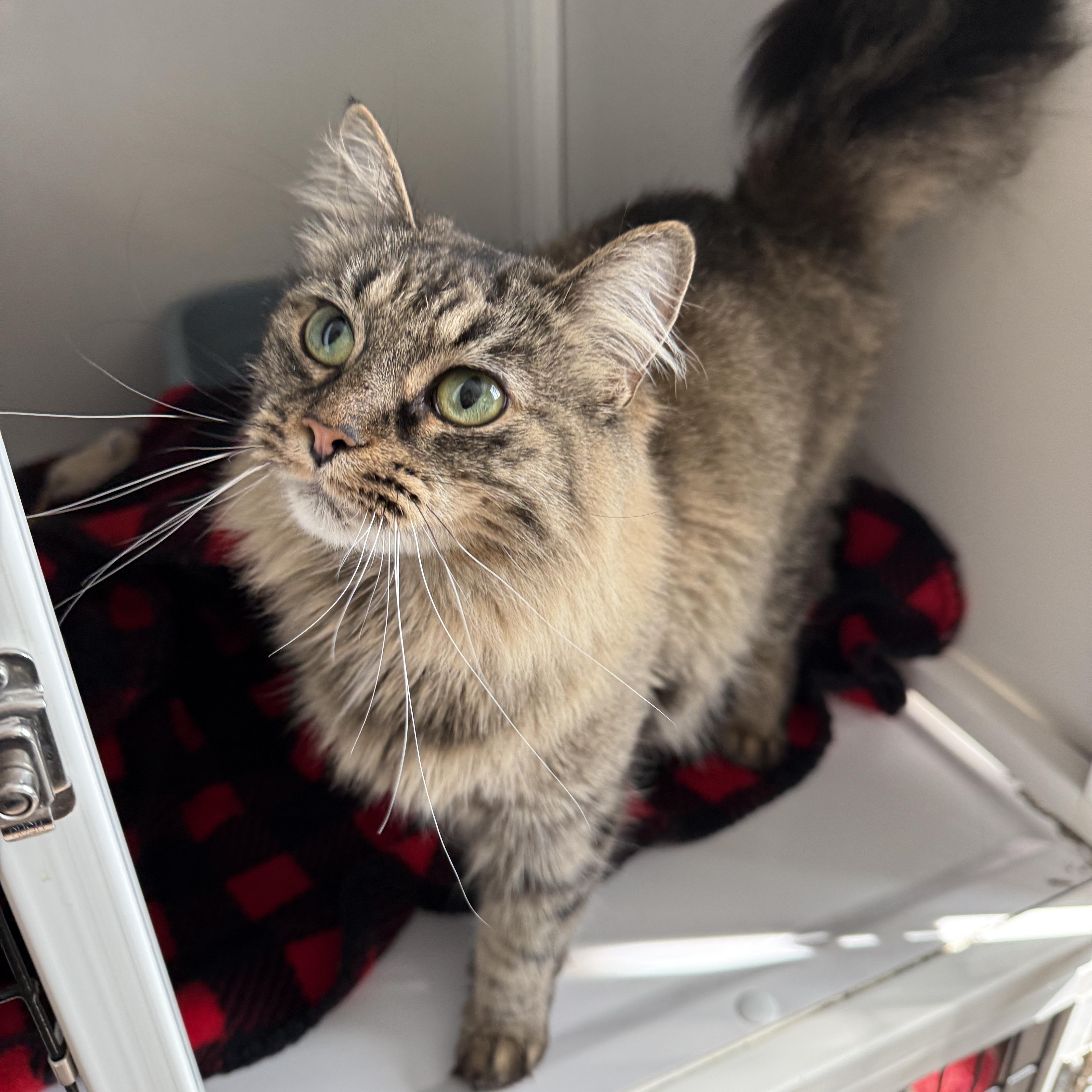Enlarge Ashes, a Adoptable Domestic Medium Hair in Oconto, WI image 1/3