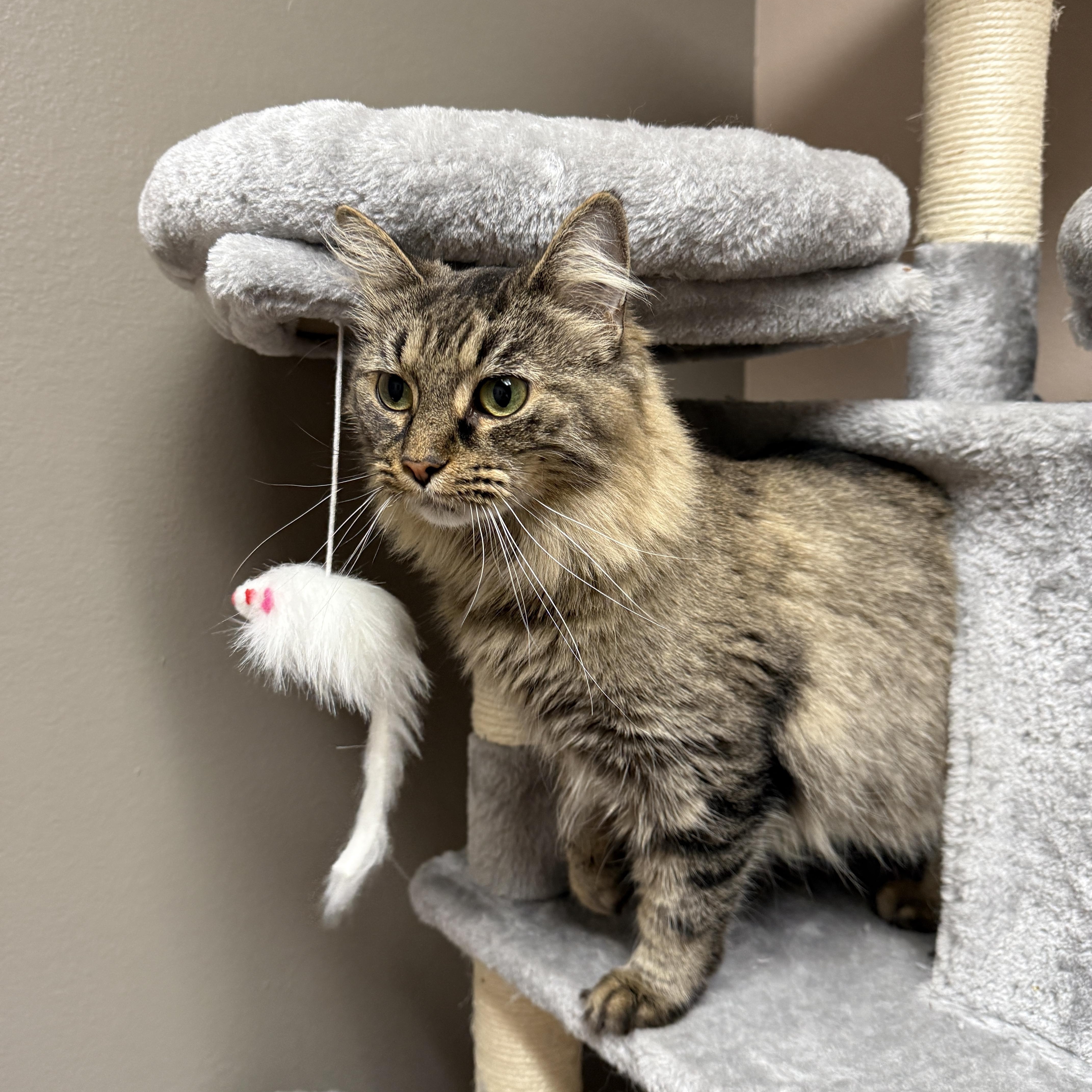 Enlarge Ashes, a Adoptable Domestic Medium Hair in Oconto, WI image 2/3