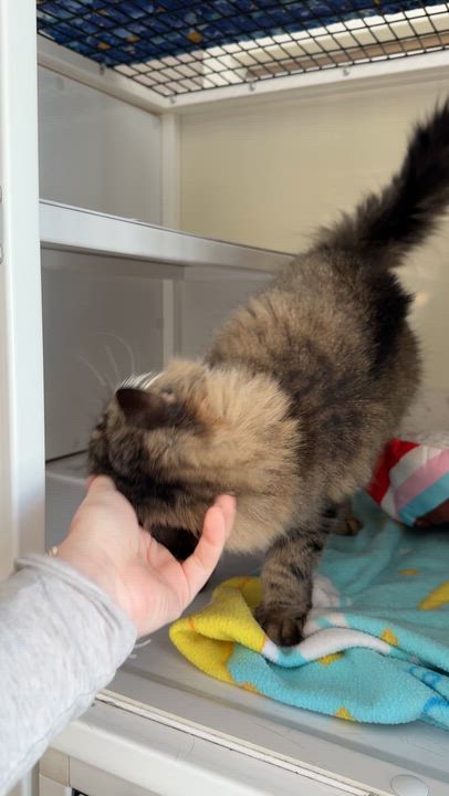 Enlarge Ashes, a Adoptable Domestic Medium Hair in Oconto, WI video 3/3