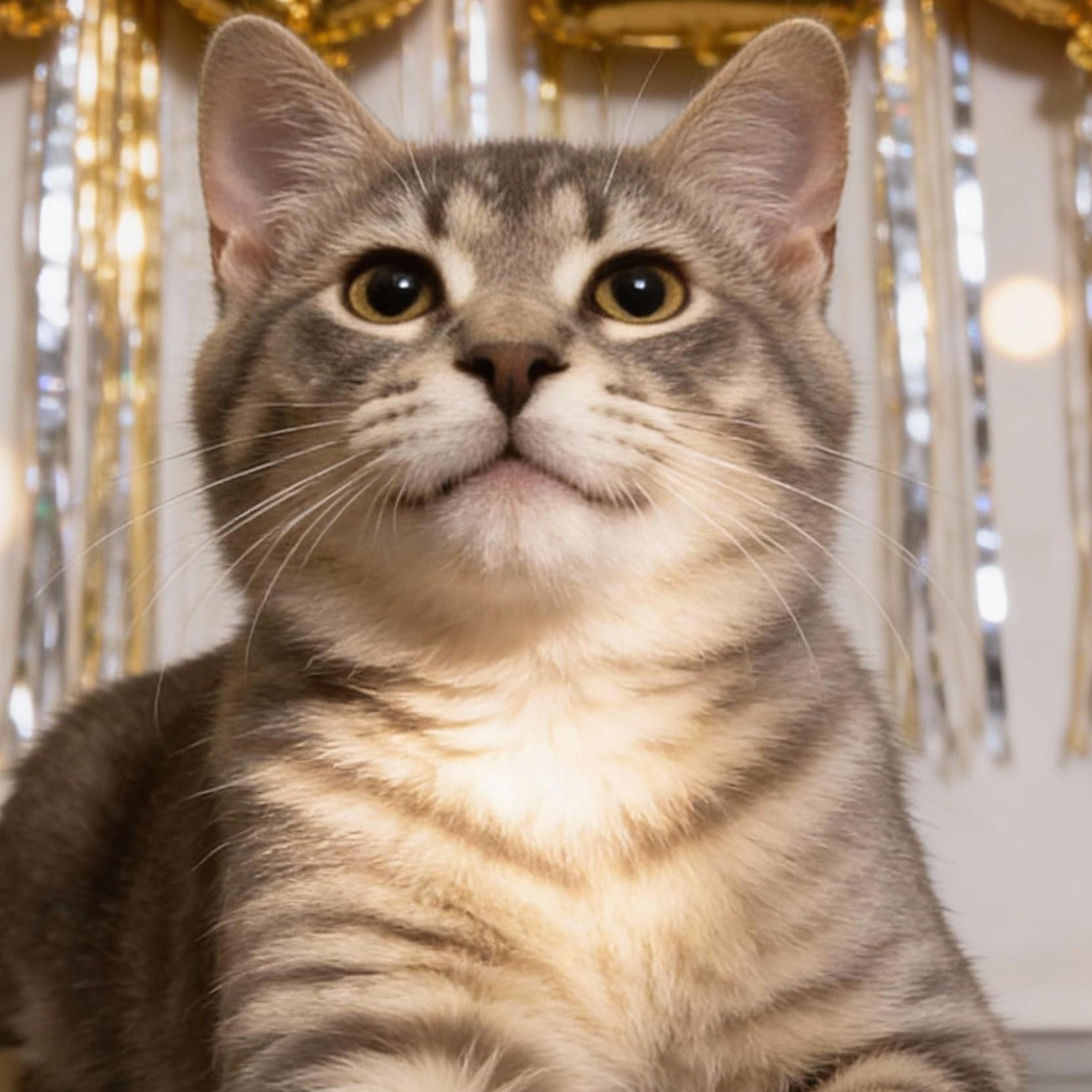 Enlarge Kelli, a Adoptable Domestic Short Hair in Johnsburg, IL image 4/5