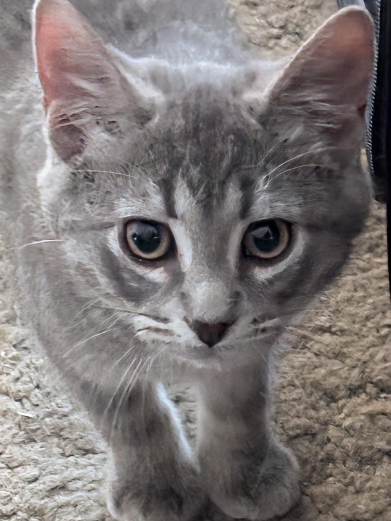 Enlarge Kelli, a Adoptable Domestic Short Hair in Johnsburg, IL image 1/5