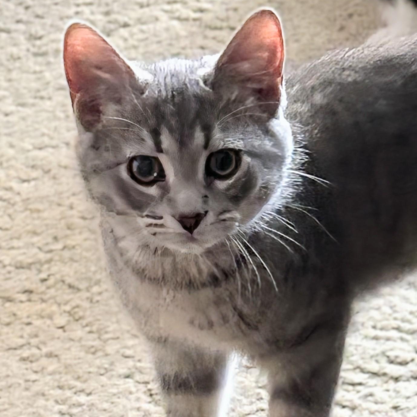 Enlarge Kelli, a Adoptable Domestic Short Hair in Johnsburg, IL image 3/5