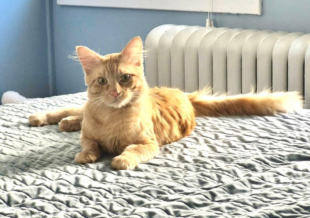 Theodore, Adoptable, Young Male Domestic Long Hair.