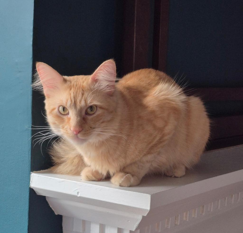 Enlarge Theodore, a Adoptable mixed breed in Hampton, VA image 3/3