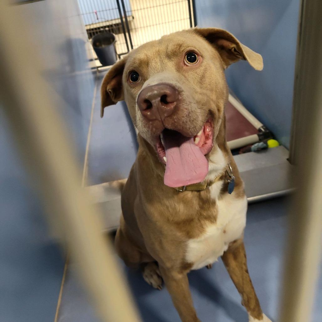 Enlarge Scot (Draco), a Adoptable mixed breed in Norfolk, NE image 1/3