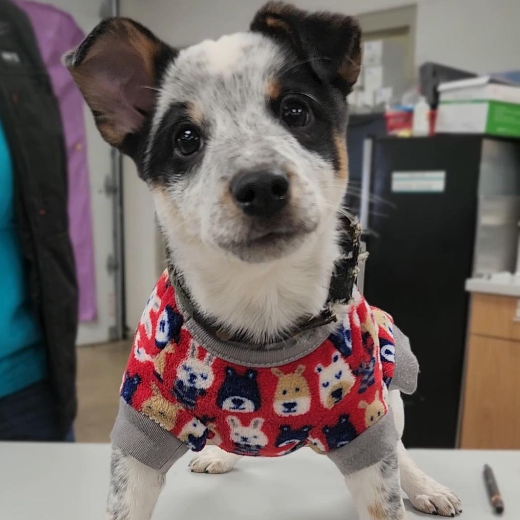 VESPER ~ PUPPY!, adoptable, Puppy Male Cattle Dog & Mountain Cur.
