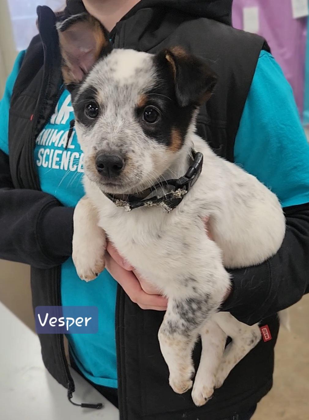 Enlarge VESPER ~ PUPPY!, an adoptable mixed breed in Ashland, OH image 2/5