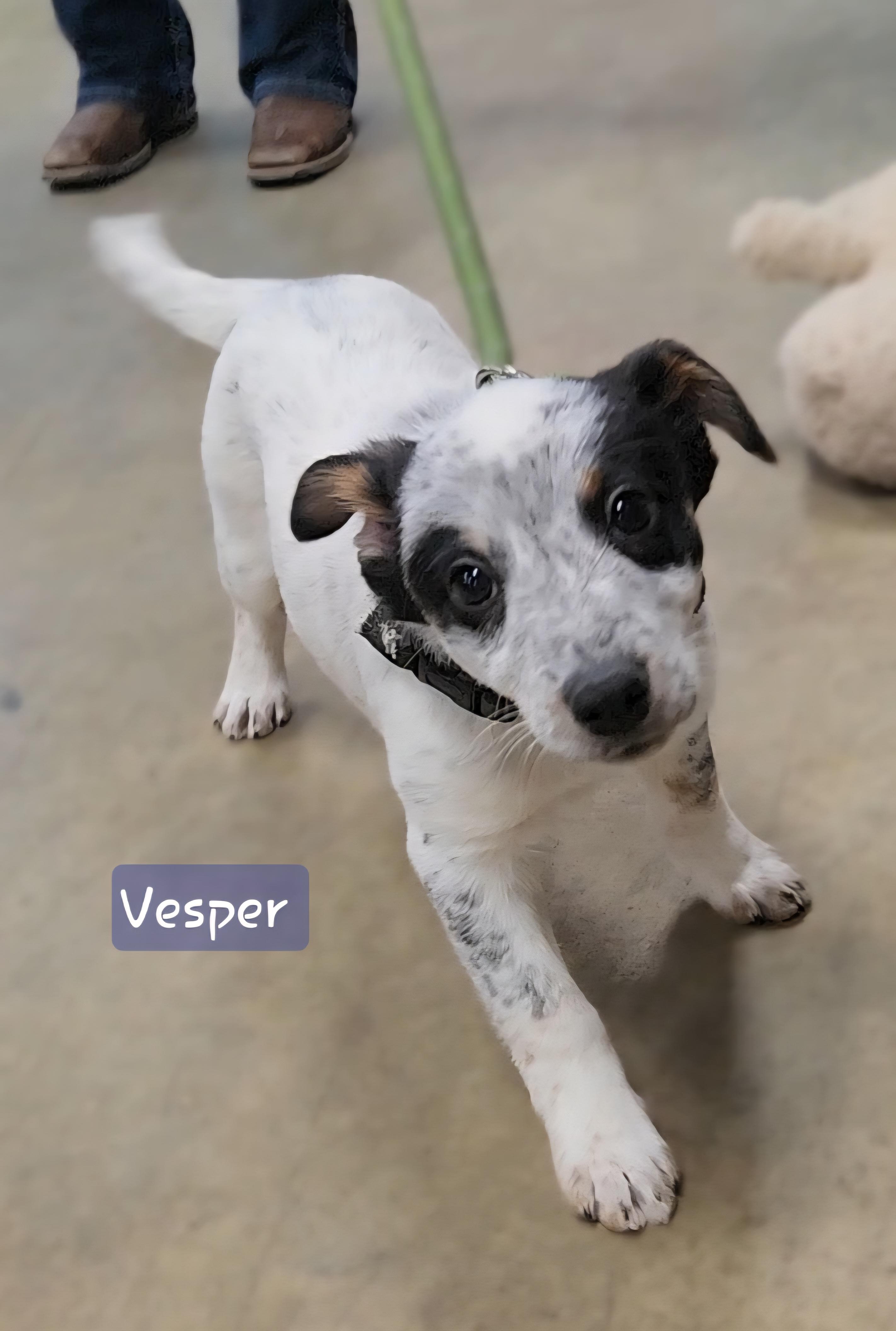 Enlarge VESPER ~ PUPPY!, an adoptable mixed breed in Ashland, OH image 3/5