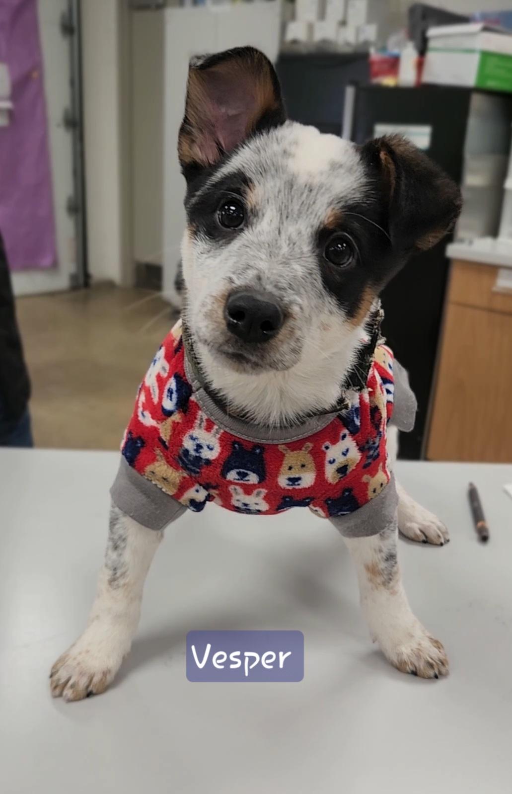 Enlarge VESPER ~ PUPPY!, an adoptable mixed breed in Ashland, OH image 4/5