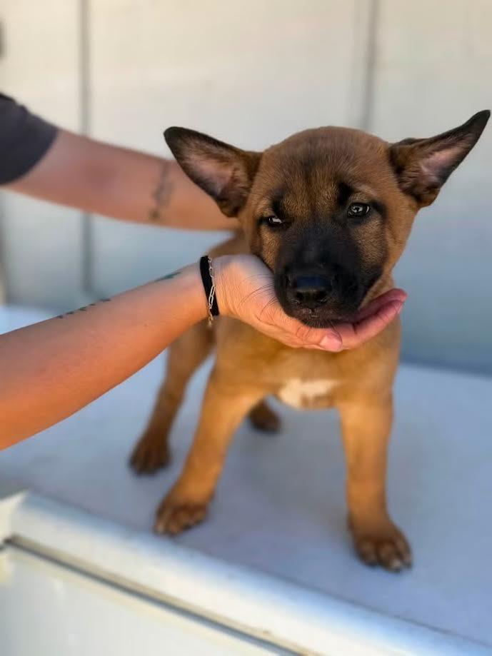 Honey, ADOPTABLE, Young Female German Shepherd Dog.
