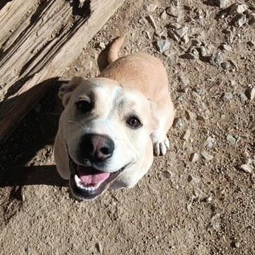 Atlas, Adopted, Young Male Husky & Pit Bull Terrier.