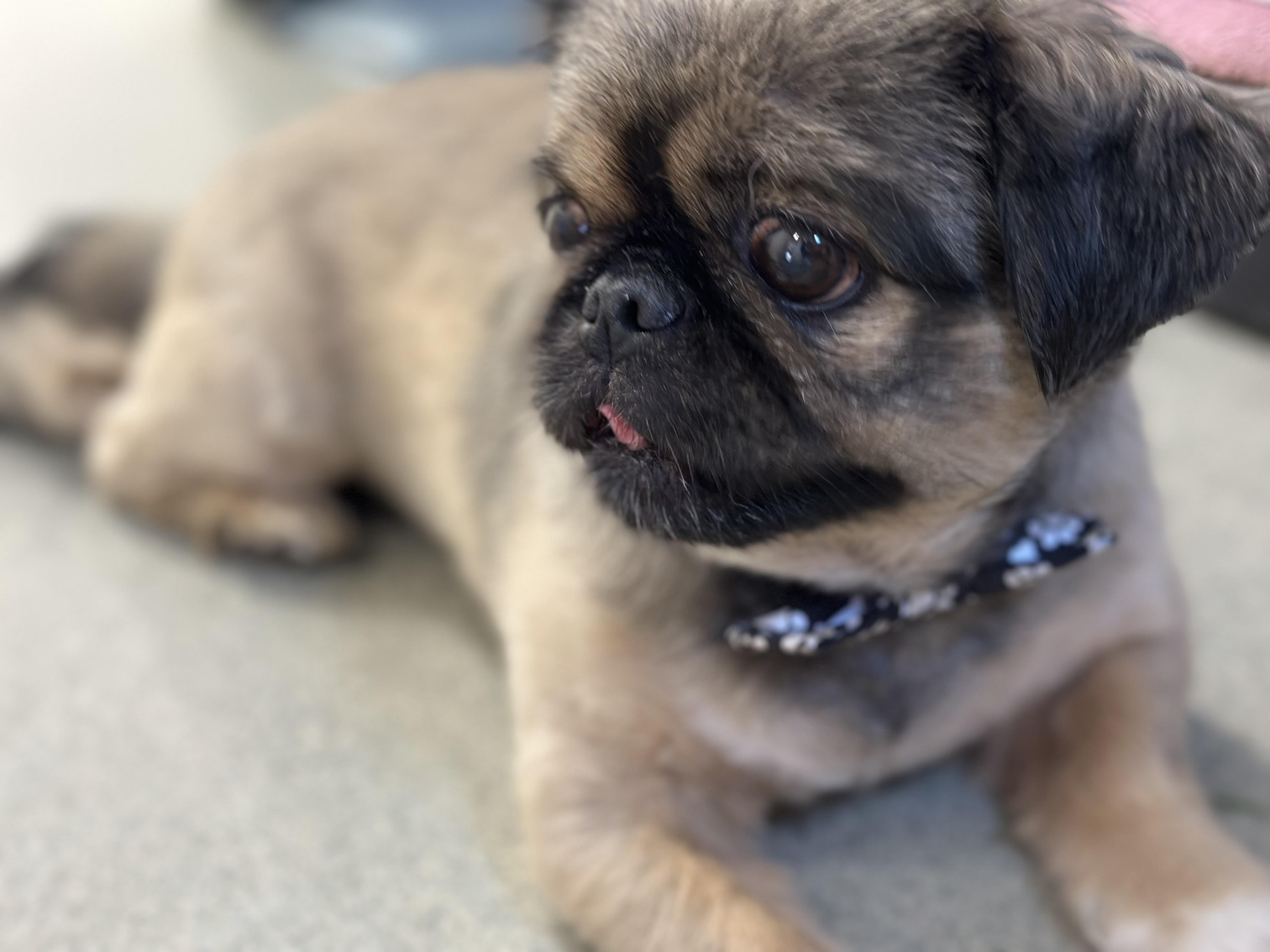 King Louie