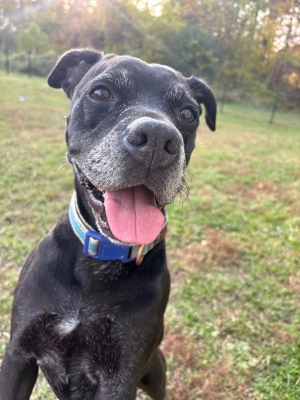 BRUNO, Adoptable, Senior Male Labrador Retriever.