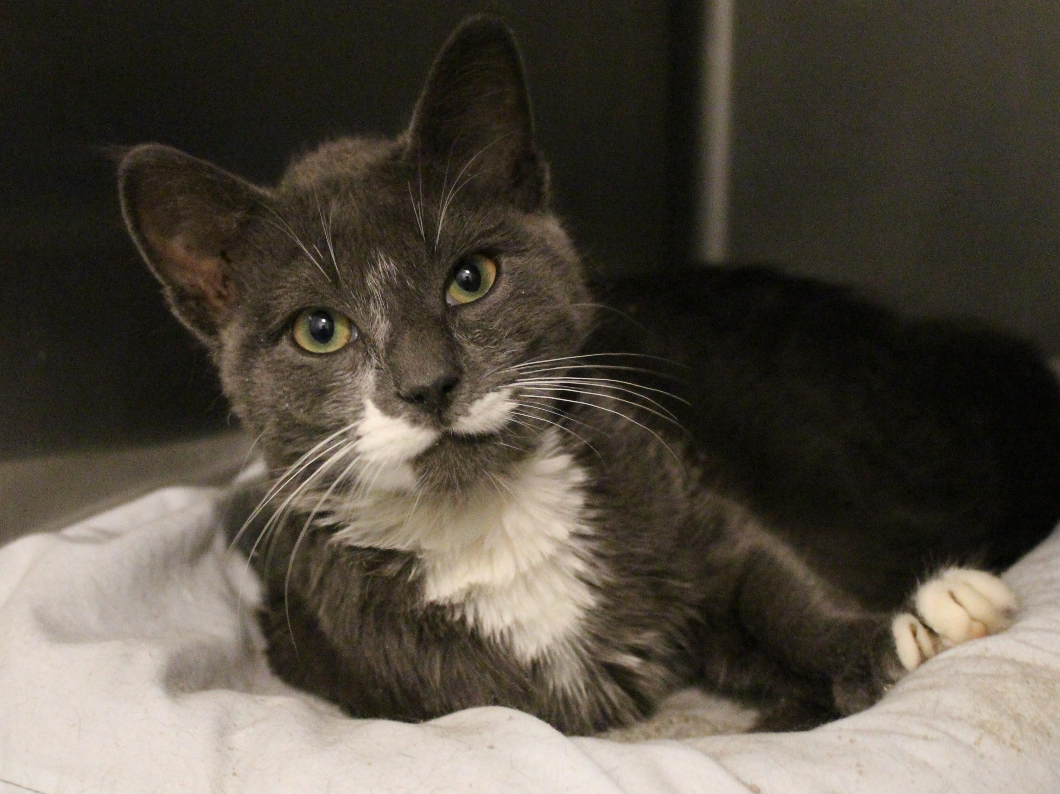 Zane Gray, ADOPTABLE, Senior Male Domestic Medium Hair.