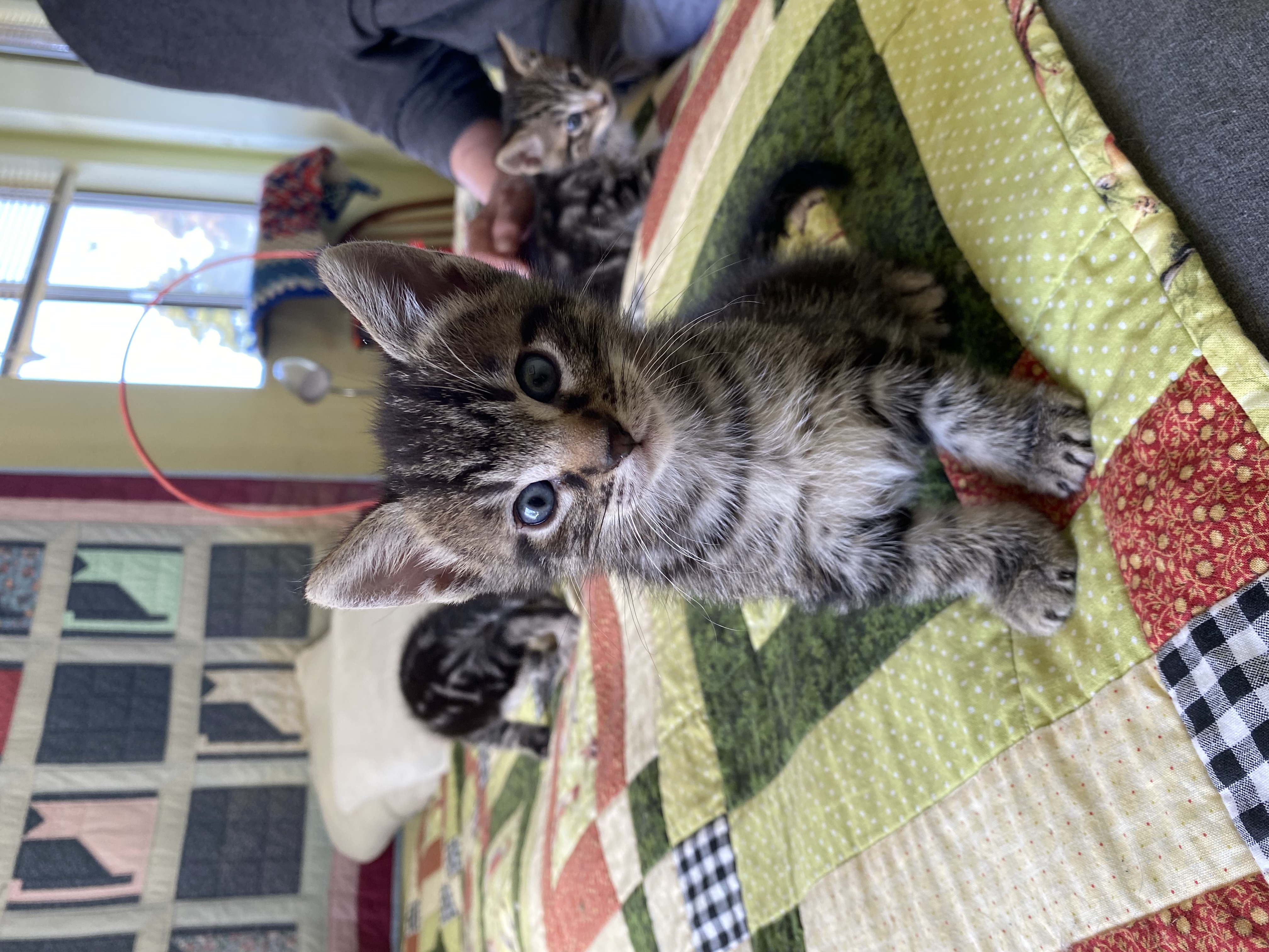 Enlarge Marlon, a Adopted Domestic Medium Hair in Richmond, CA image 2/5