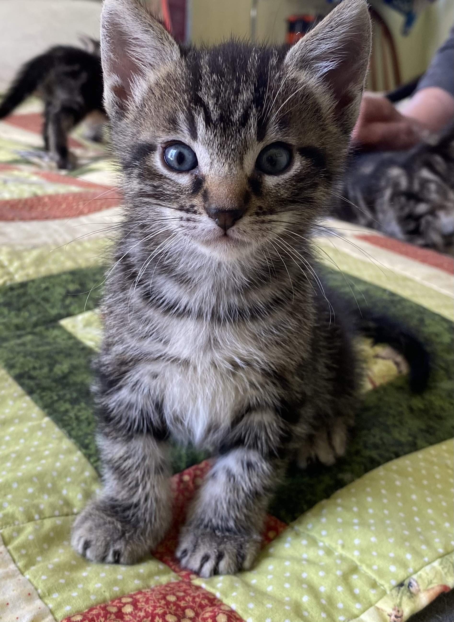 Enlarge Marlon, a Adopted Domestic Medium Hair in Richmond, CA image 4/5