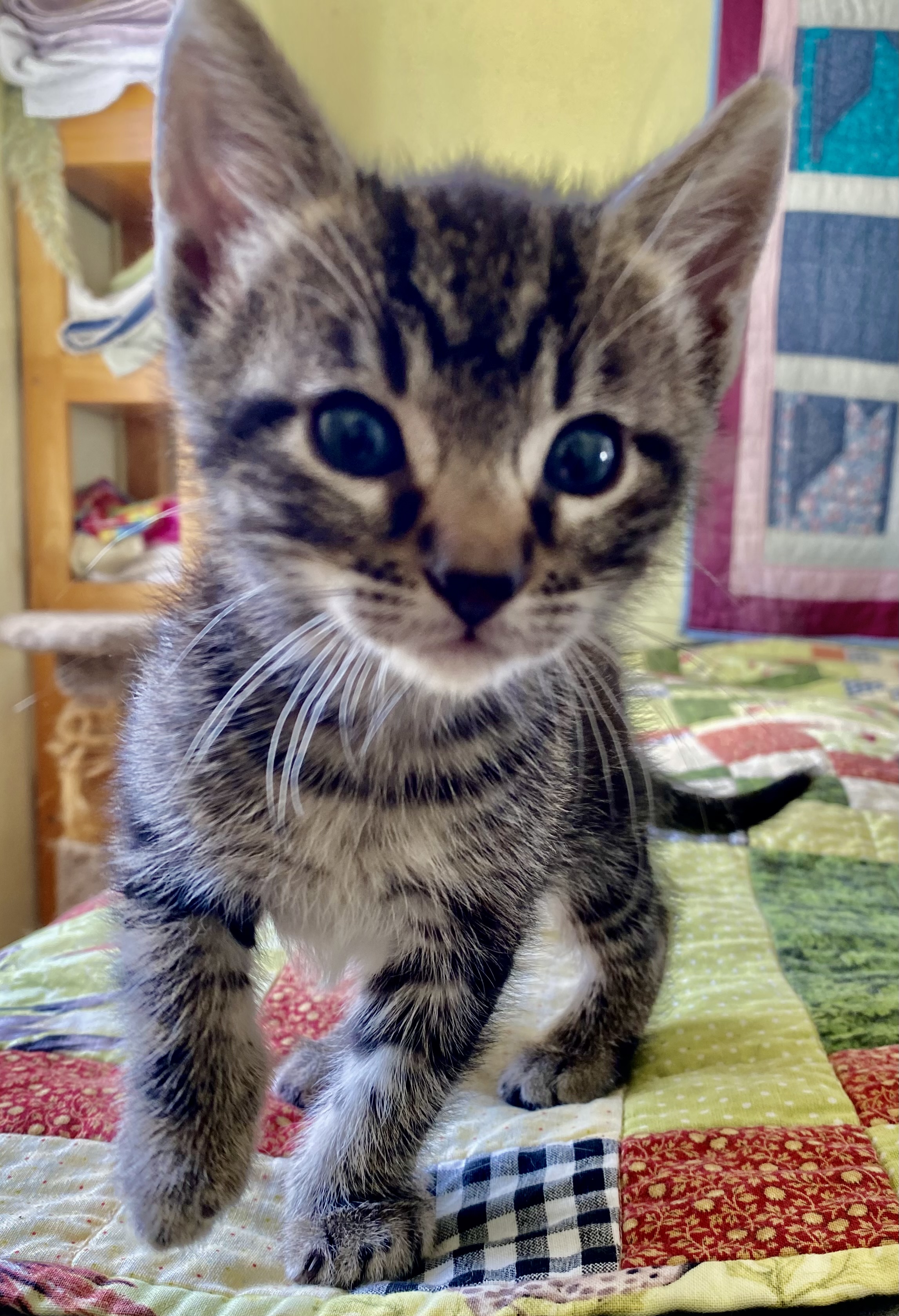 Enlarge Marlon, a Adopted Domestic Medium Hair in Richmond, CA image 5/5