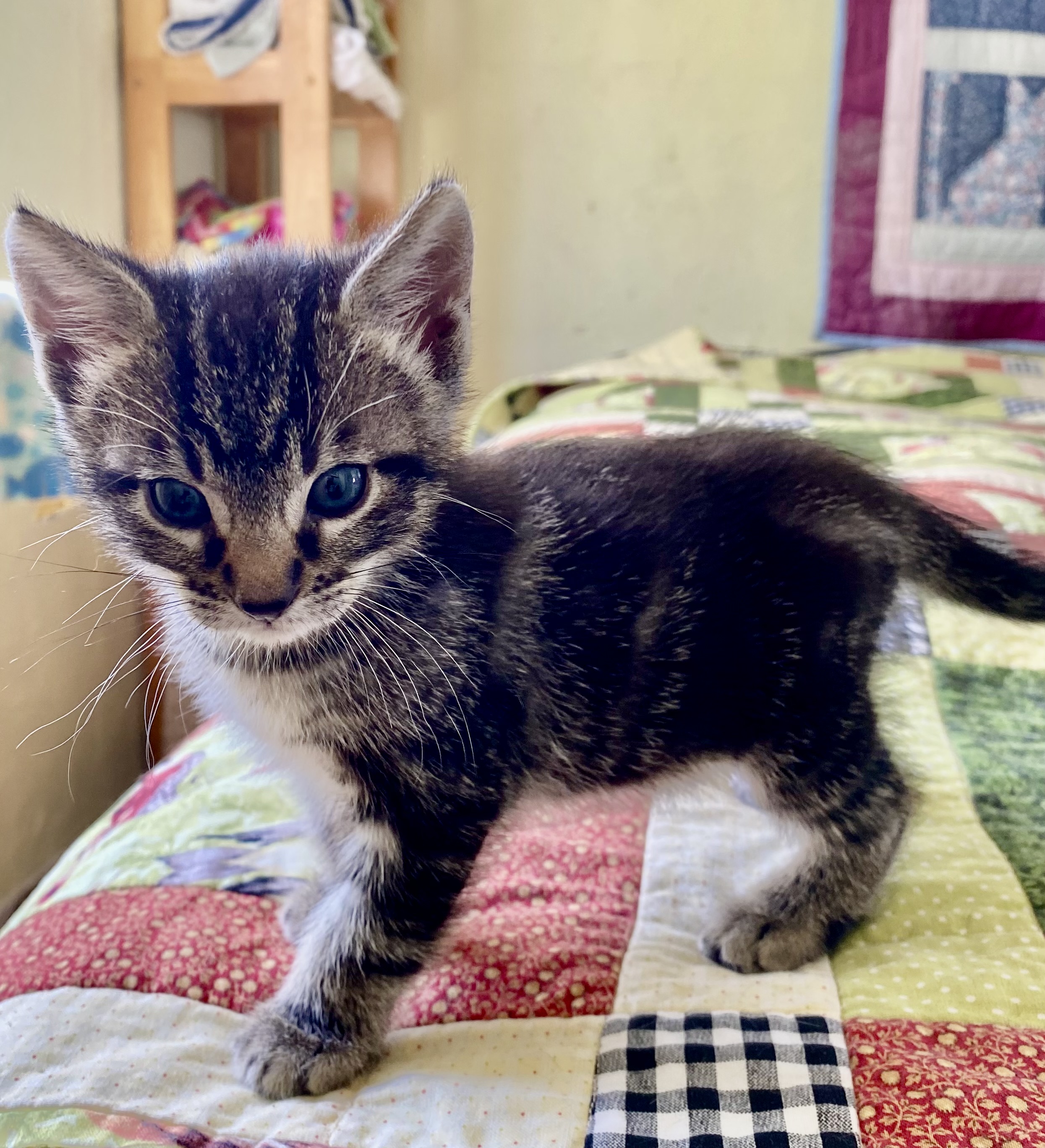 Enlarge Marlon, a Adopted Domestic Medium Hair in Richmond, CA image 3/5