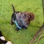 Enlarge Pacey, an adoptable Mixed Breed in LEHIGH ACRES, FL image 6/6