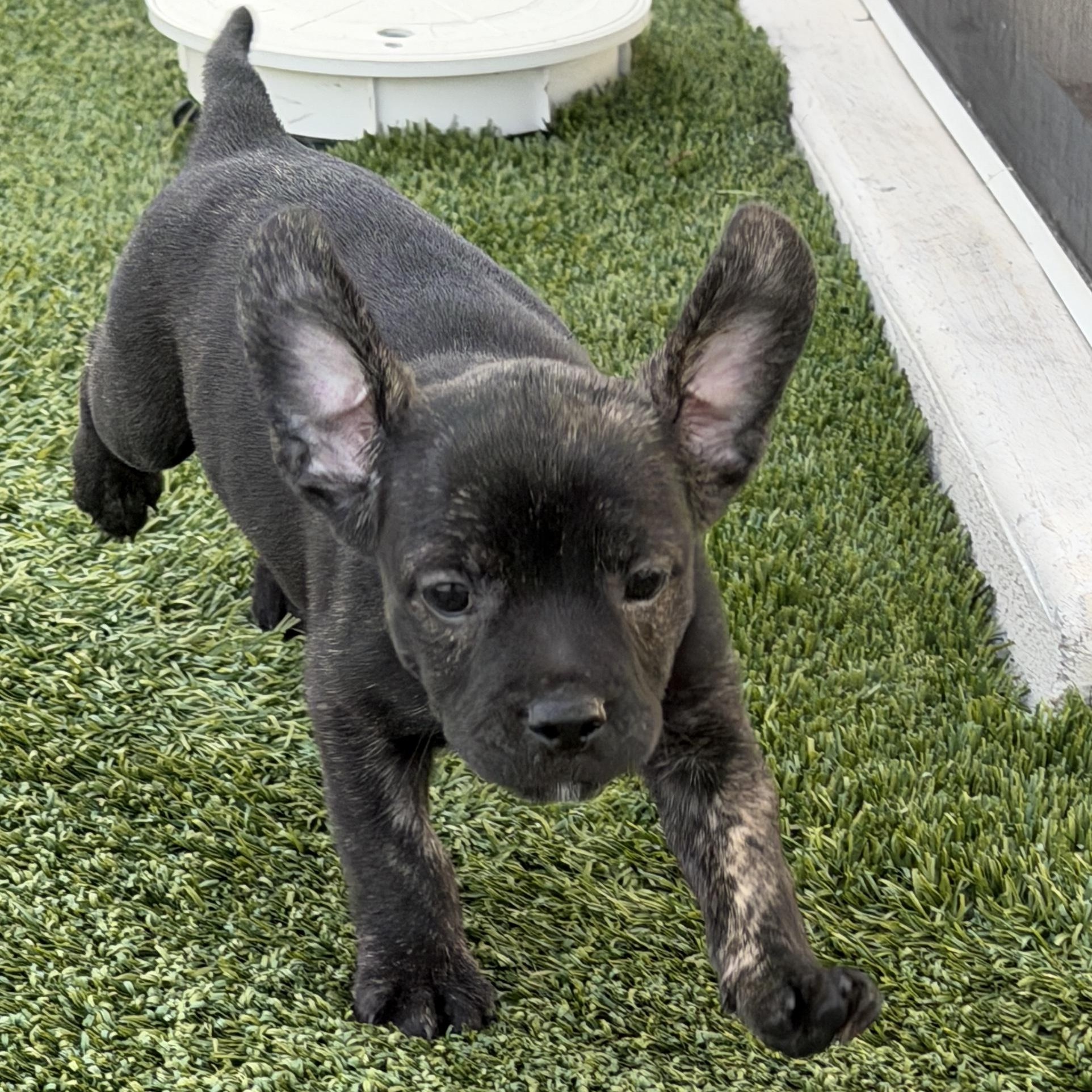 Enlarge Pacey, an adoptable Mixed Breed in LEHIGH ACRES, FL image 5/6