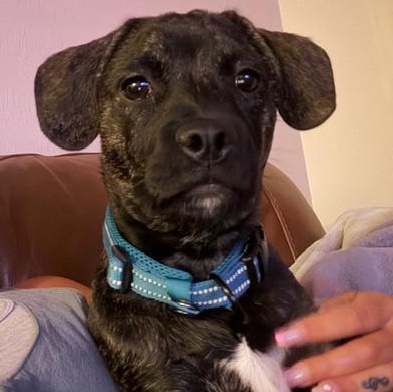 Pacey, adoptable, Young Male Mixed Breed.