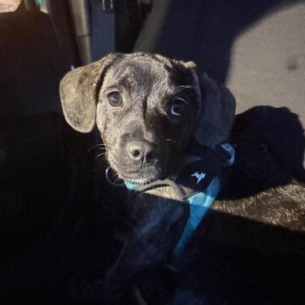 Enlarge Pacey, an adoptable Mixed Breed in LEHIGH ACRES, FL image 3/6