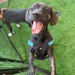 Pacey, adoptable, Young Male Mixed Breed.