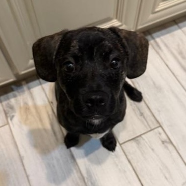 Enlarge Pacey, an adoptable Mixed Breed in LEHIGH ACRES, FL image 2/6