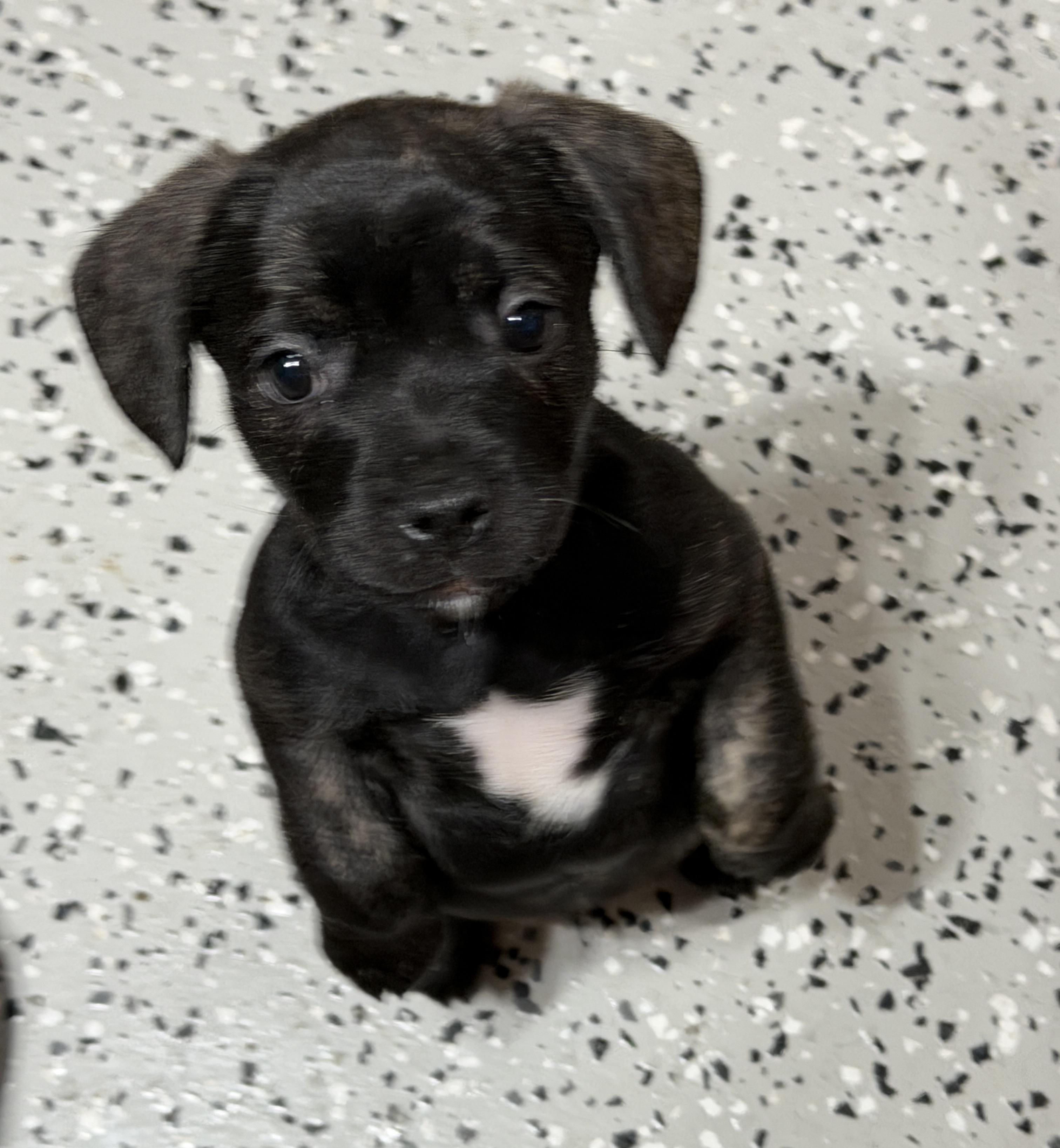 Enlarge Pacey, an adoptable Mixed Breed in LEHIGH ACRES, FL image 6/6