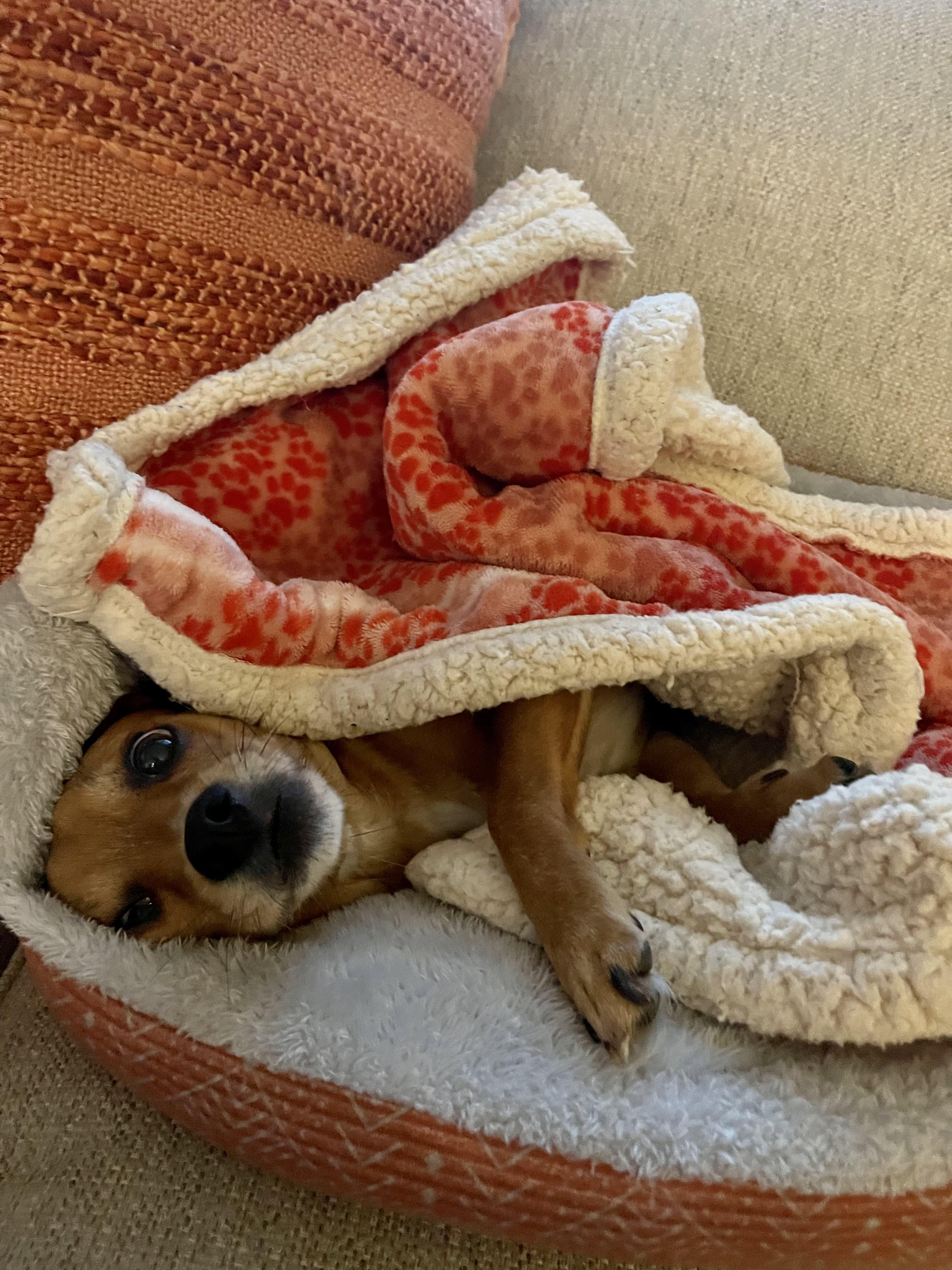 Enlarge Violet2, a Adopted mixed breed in Scottsdale, AZ image 2/6