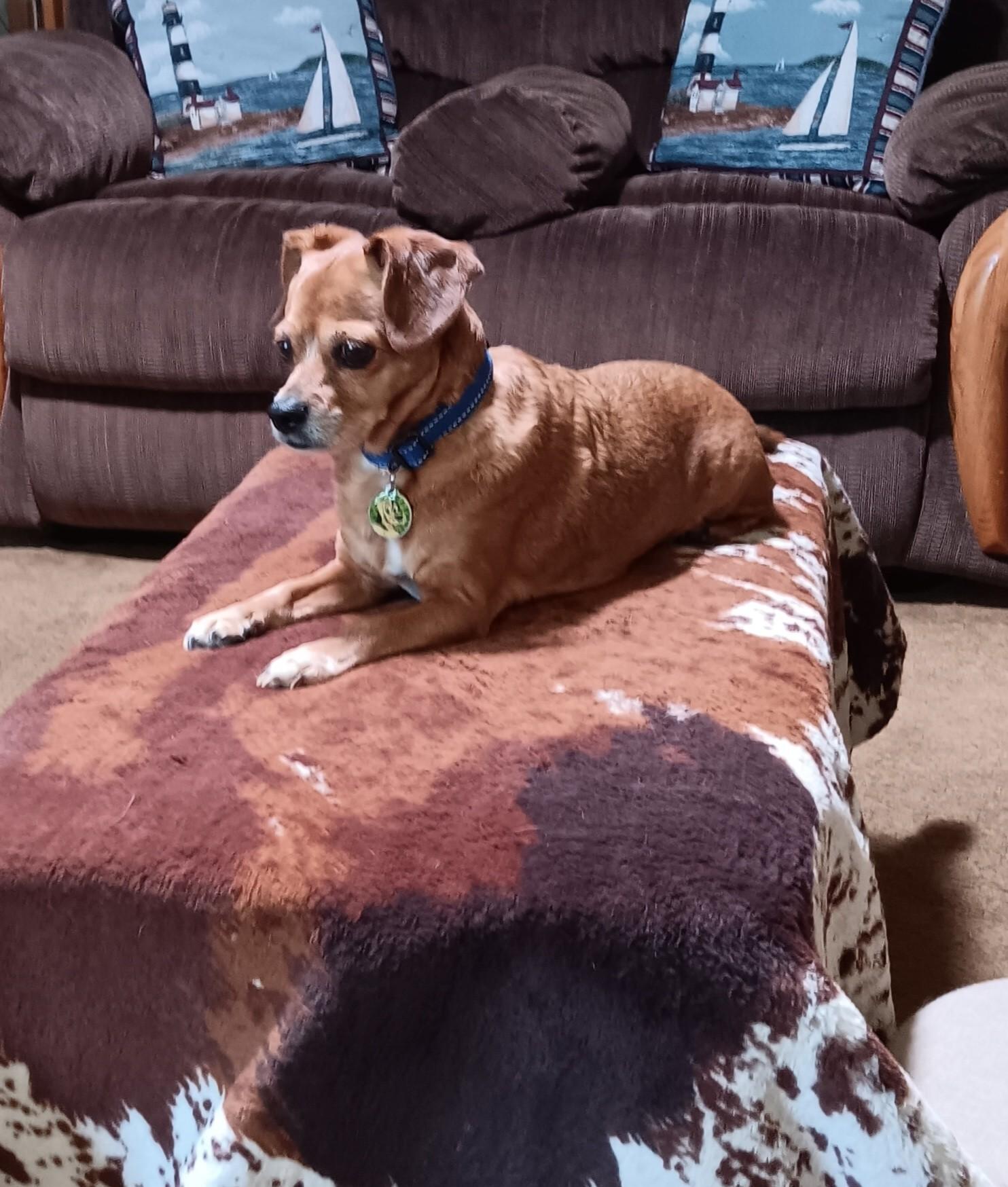 Enlarge Violet2, a Adopted mixed breed in Scottsdale, AZ image 4/6