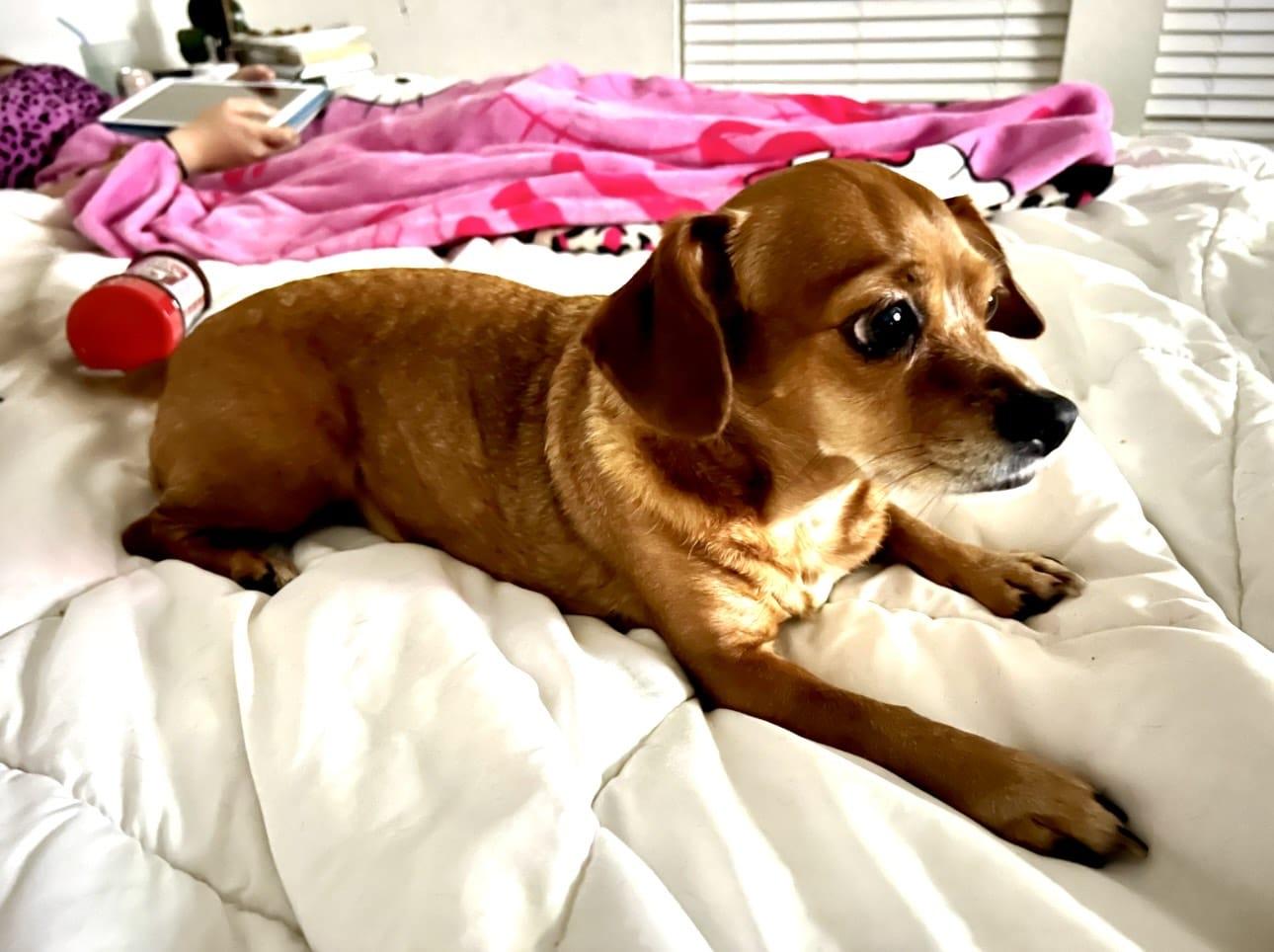 Enlarge Violet2, a Adopted mixed breed in Scottsdale, AZ image 6/6